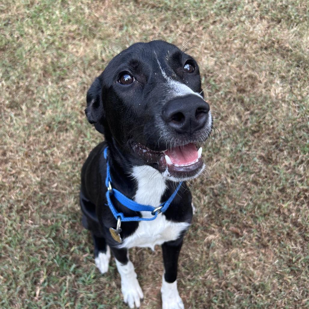 Enlarge Aoife (EE-fa), a Adoptable Mixed Breed in Auburn, AL image 3/6