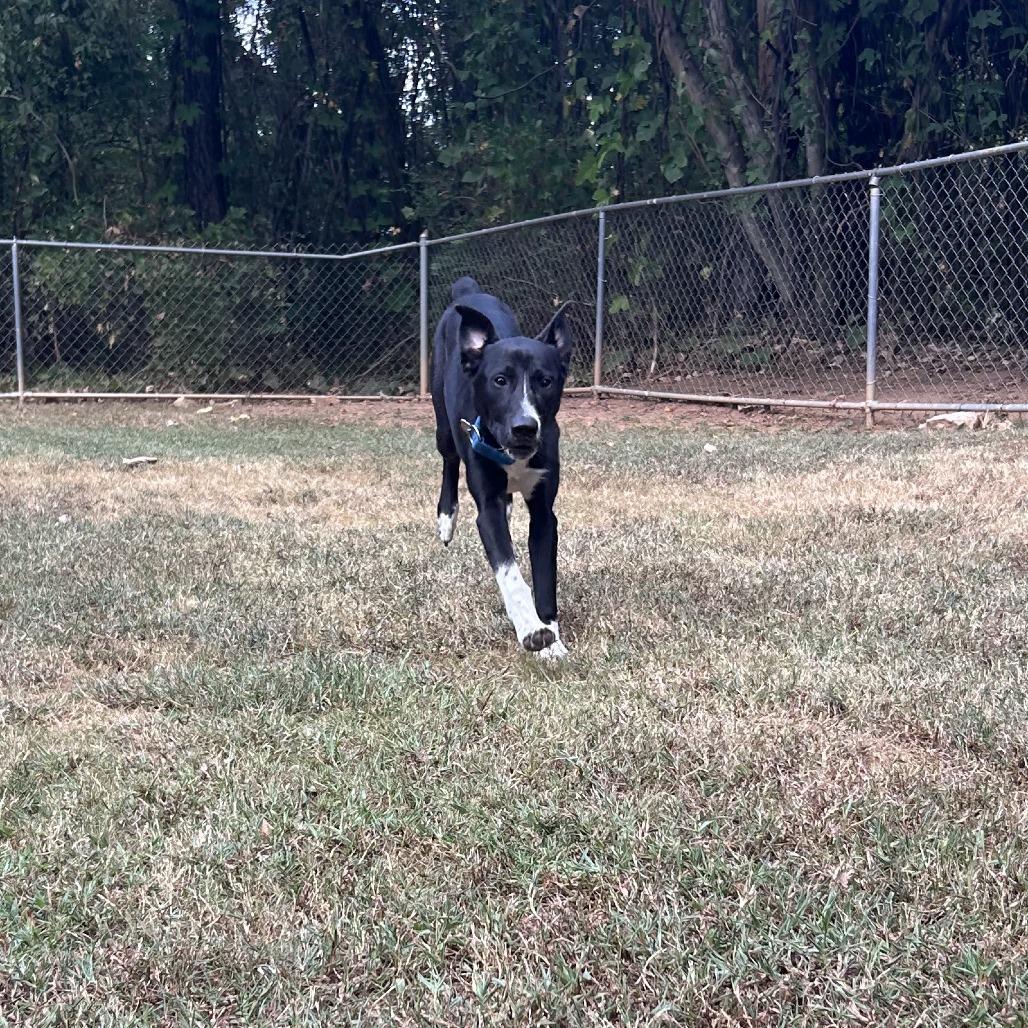 Enlarge Aoife (EE-fa), a Adoptable Mixed Breed in Auburn, AL image 4/6