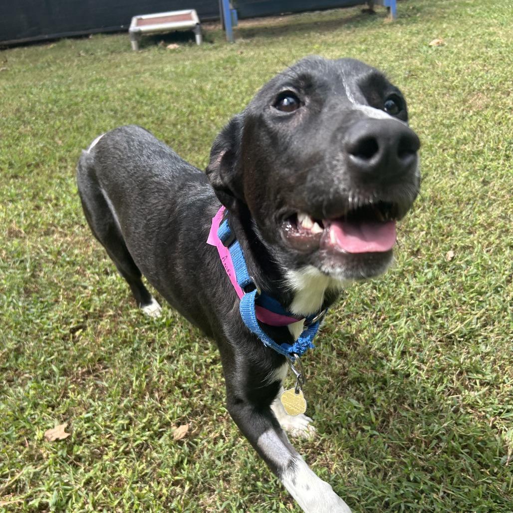 Enlarge Aoife (EE-fa), a Adoptable Mixed Breed in Auburn, AL image 5/6