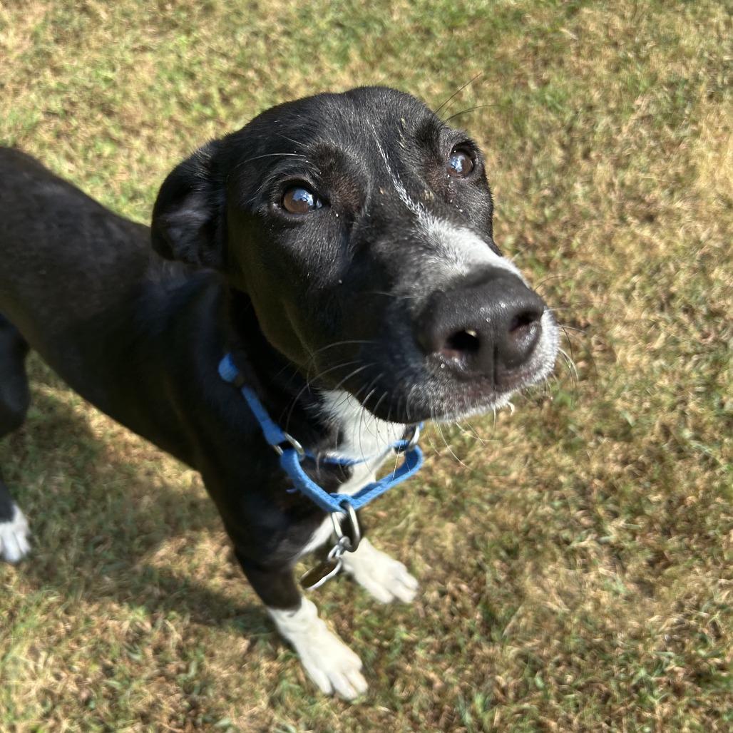 Enlarge Aoife (EE-fa), a Adoptable Mixed Breed in Auburn, AL image 6/6