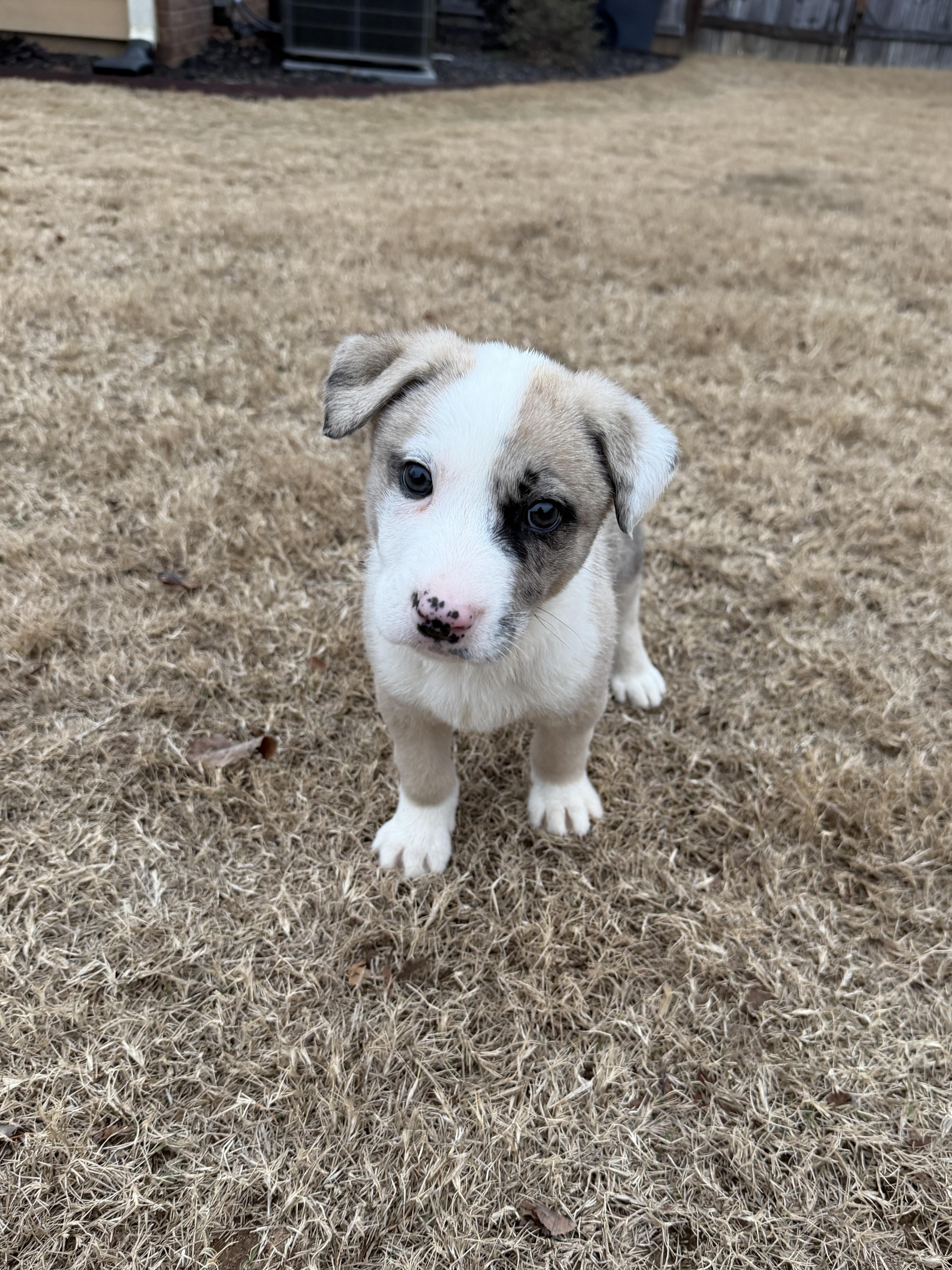 Enlarge Prozac (Zac), a ADOPTABLE mixed breed in Grayson, GA image 3/5