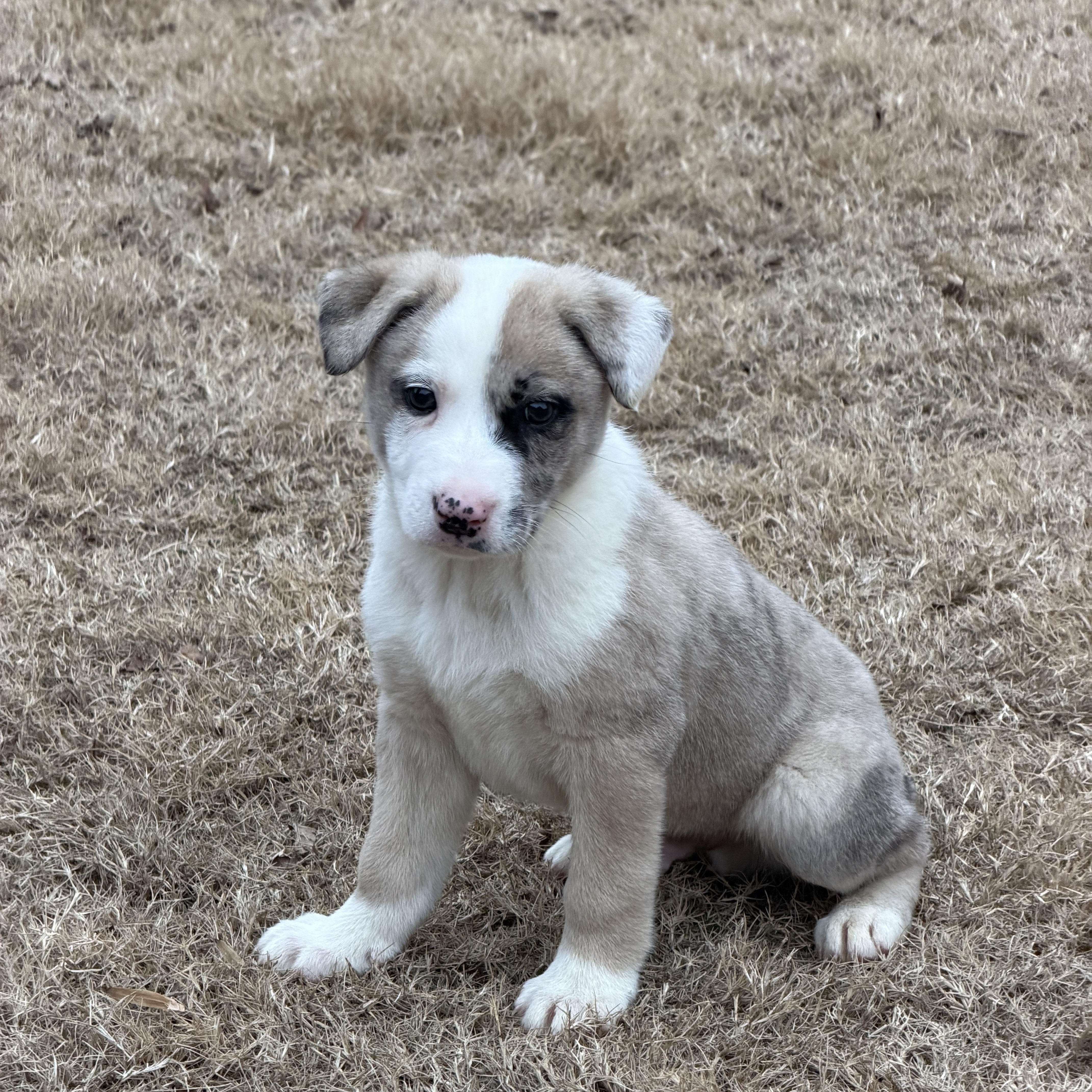 Enlarge Prozac (Zac), a ADOPTABLE mixed breed in Grayson, GA image 5/5