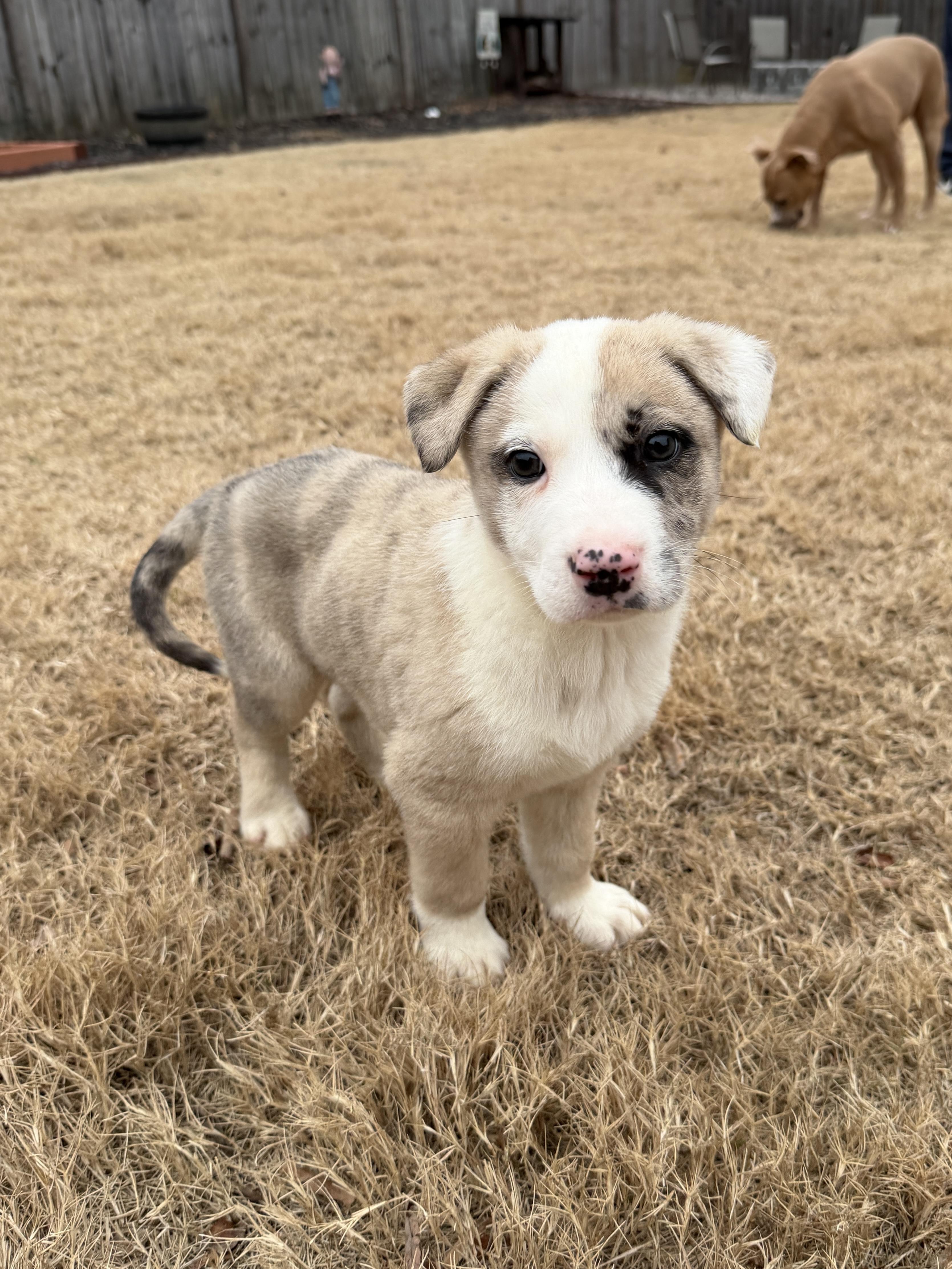 Enlarge Prozac (Zac), a ADOPTABLE mixed breed in Grayson, GA image 2/5