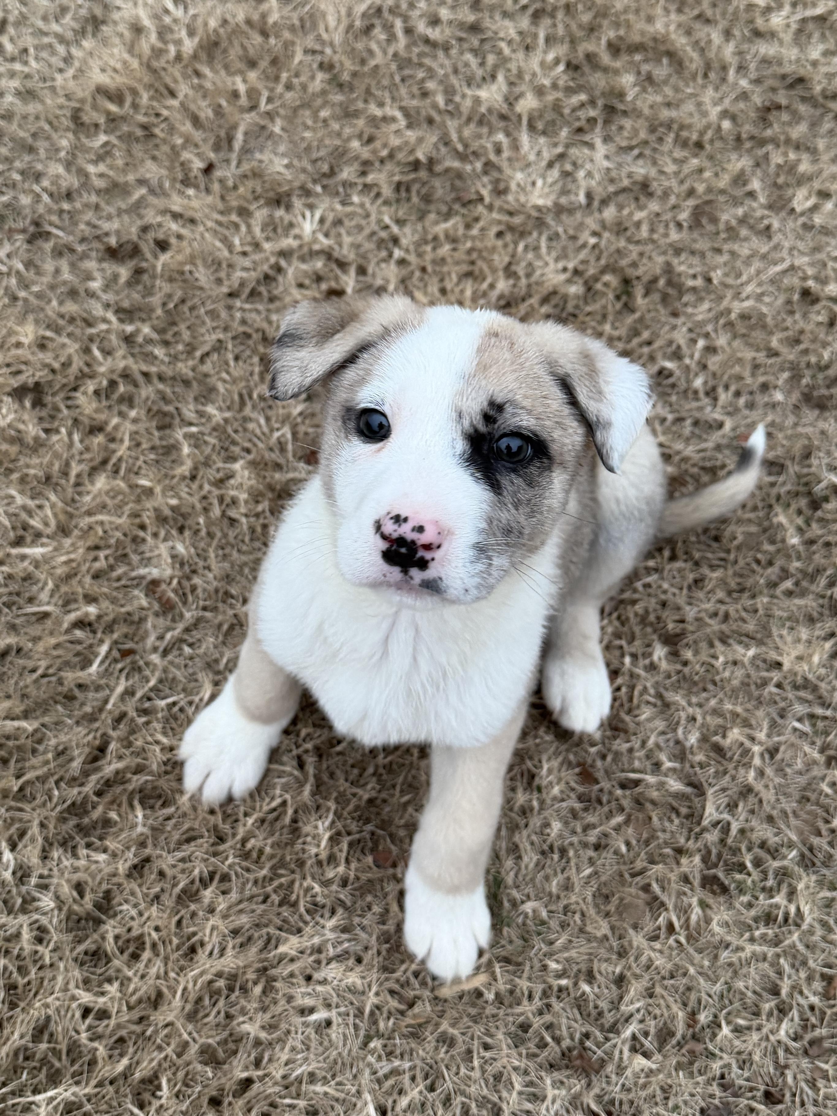 Enlarge Prozac (Zac), a ADOPTABLE mixed breed in Grayson, GA image 4/5
