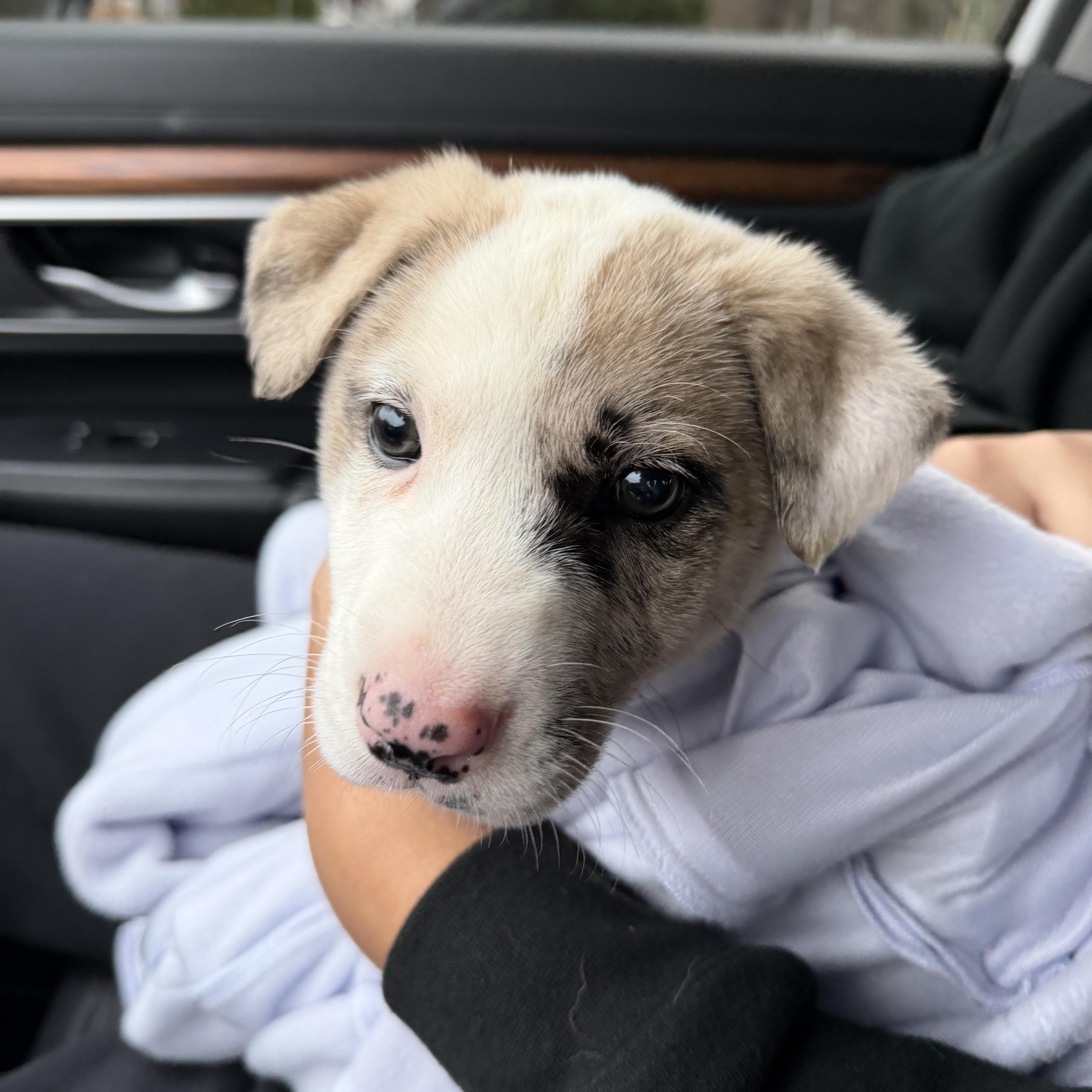 Enlarge Prozac (Zac), a ADOPTABLE mixed breed in Grayson, GA image 1/5