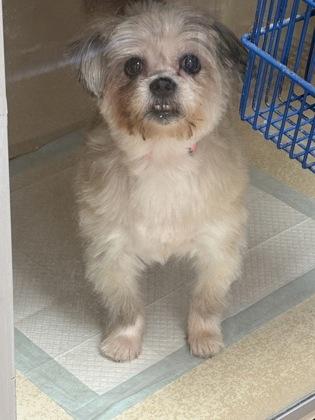 Enlarge Rosie, a Adoptable mixed breed in East Brookfield, MA image 1/1