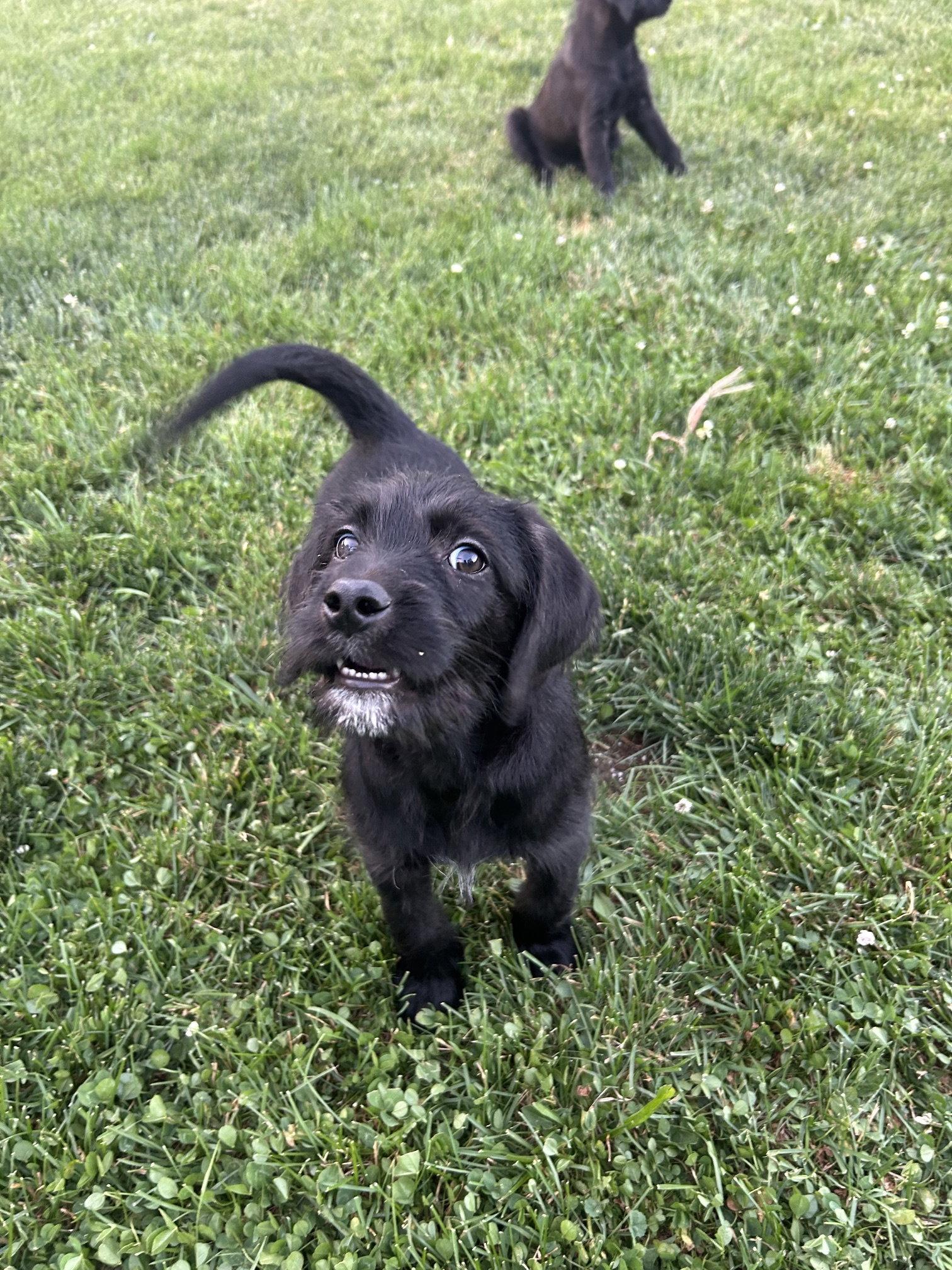 Megan, Adoptable, Puppy Female Labrador Retriever & Poodle.