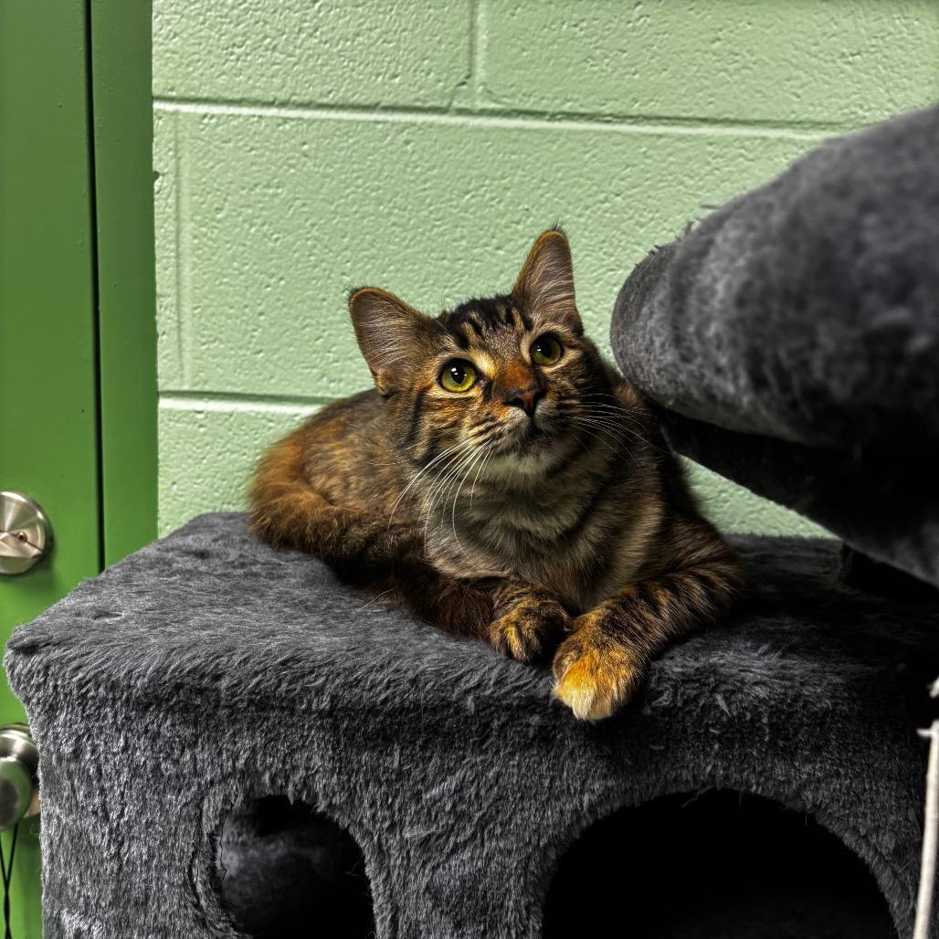 Camila, Adoptable, Young Female Domestic Medium Hair.