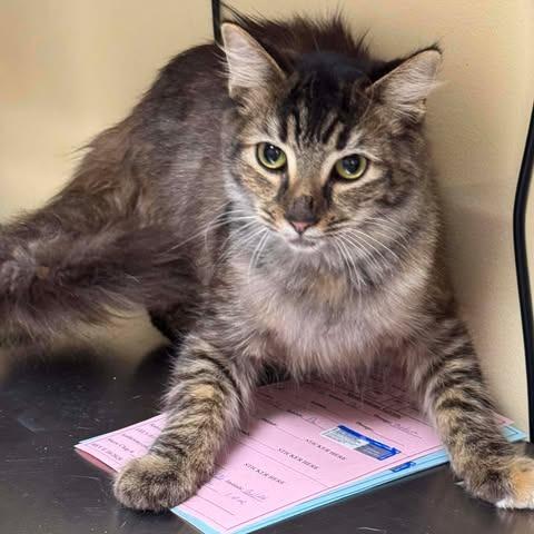 Enlarge Camila, a Adoptable Domestic Medium Hair in Shinnston, WV image 2/3