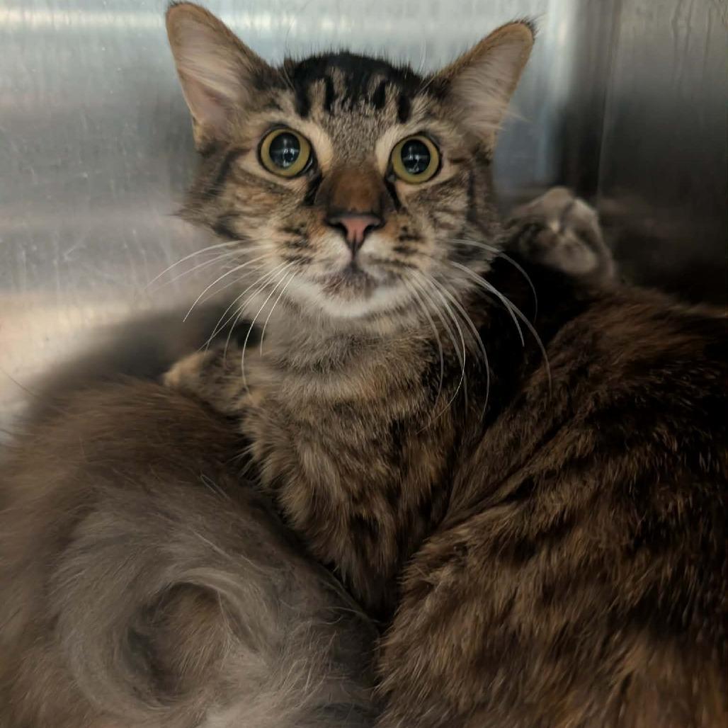 Enlarge Camila, a Adoptable Domestic Medium Hair in Shinnston, WV image 3/3