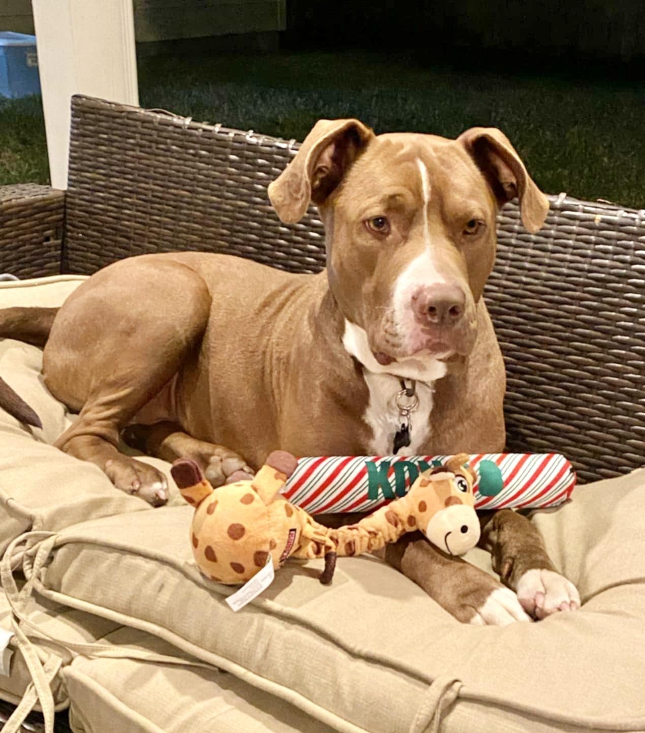 Ben, an adoptable American Bulldog in Missoula, MT, 59802 | Photo Image 4