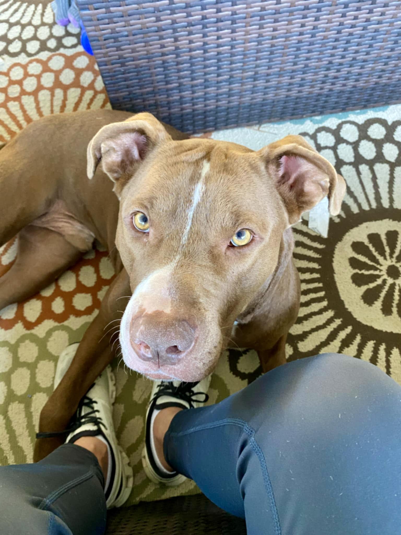 Ben, an adoptable American Bulldog in Missoula, MT, 59802 | Photo Image 3