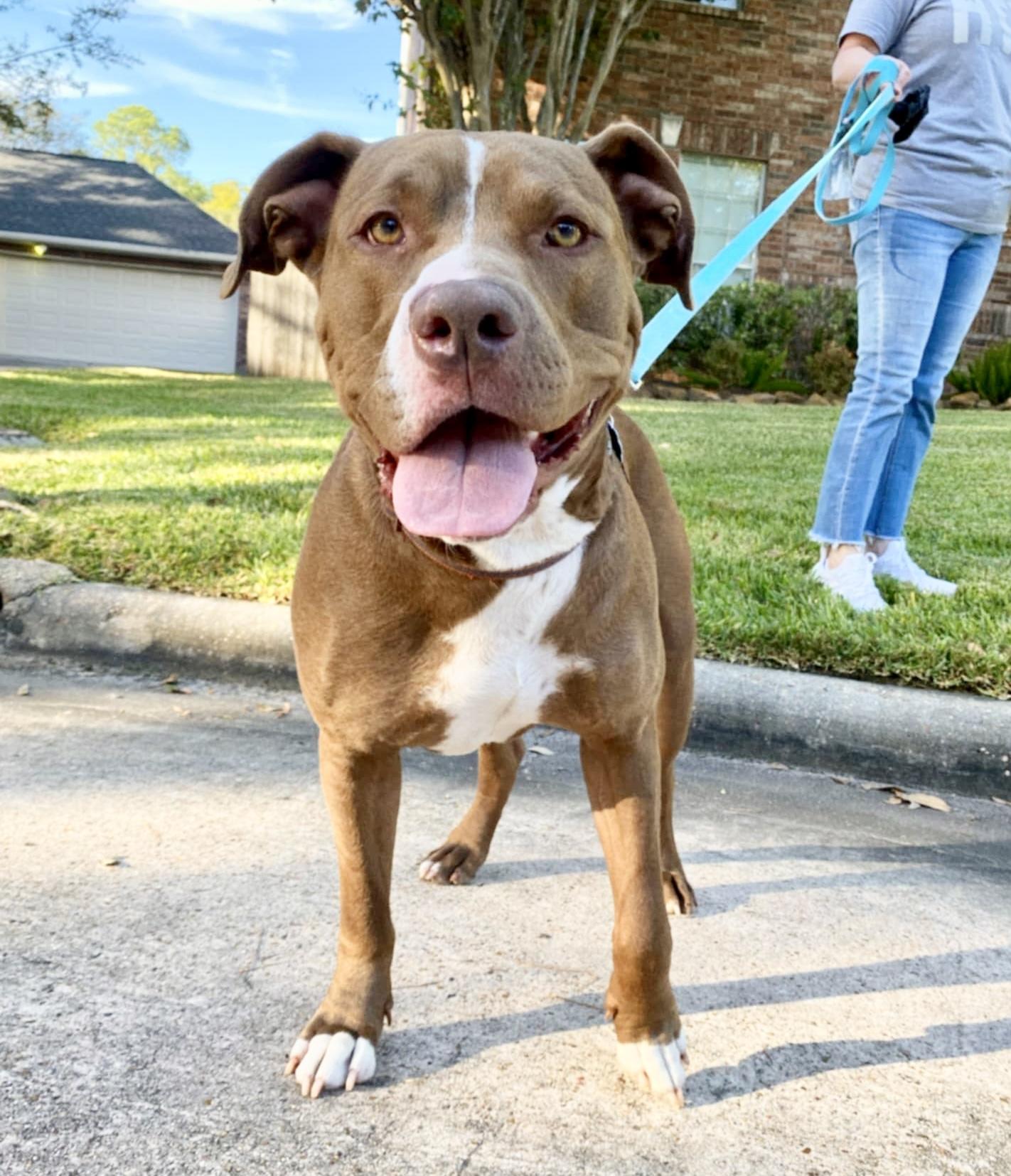 Ben, an adoptable American Bulldog in Missoula, MT, 59802 | Photo Image 2
