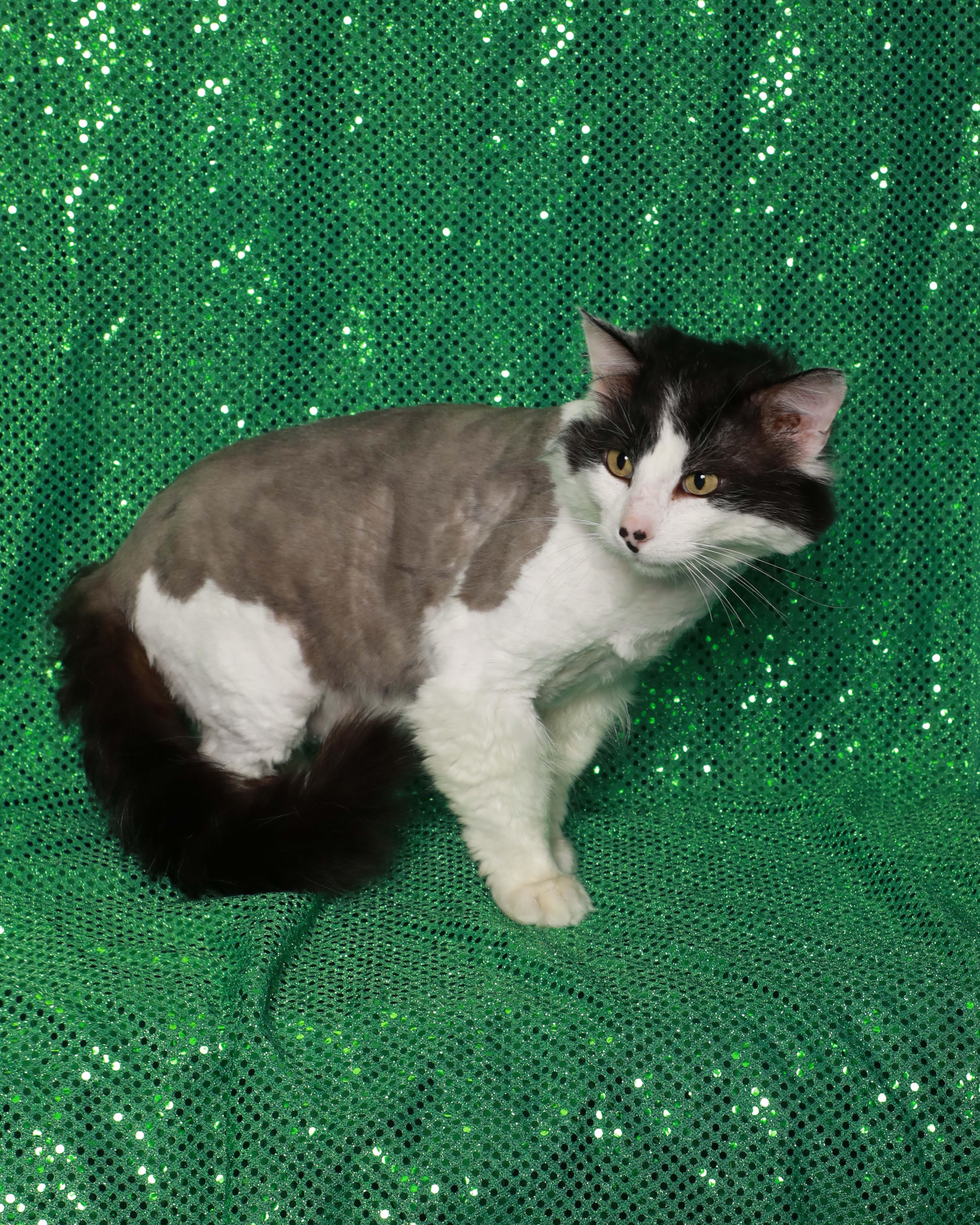 Dominose, an adopted Domestic Long Hair in Rock Falls, IL image 2/2