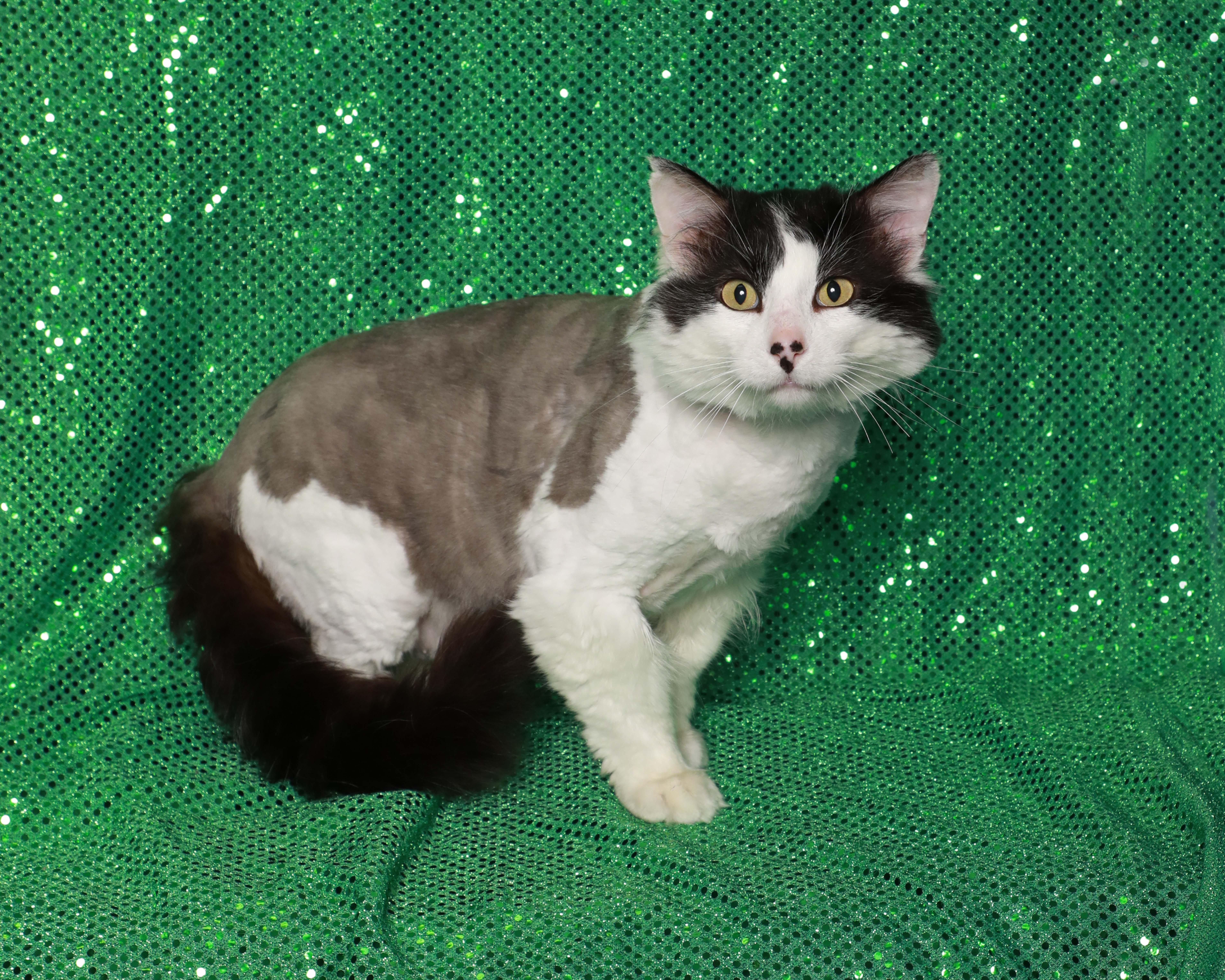 Dominose, adopted, Adult Male Domestic Long Hair.