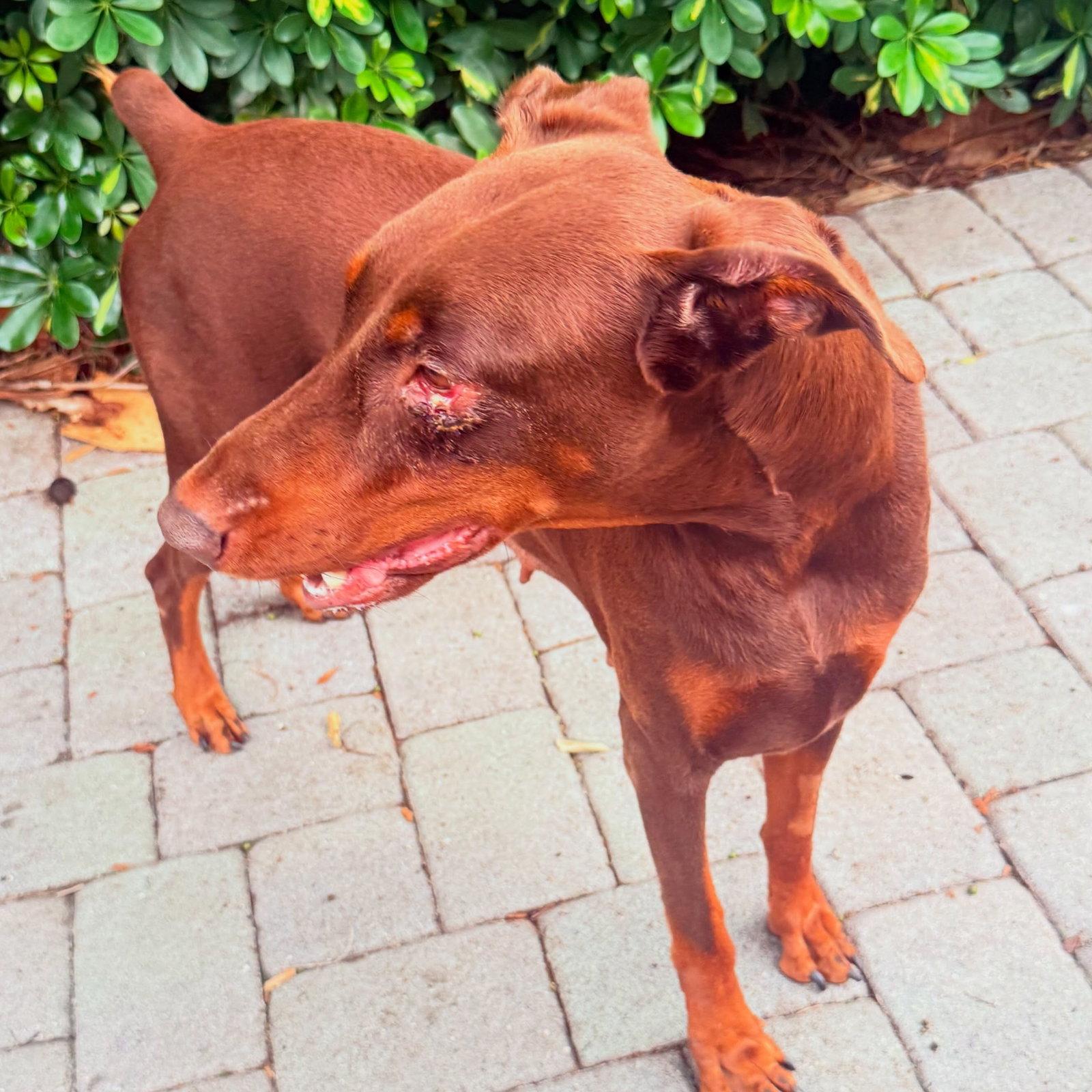 Enlarge Bella 3628, a Adoptable Doberman Pinscher in Oakland Park, FL image 1/3