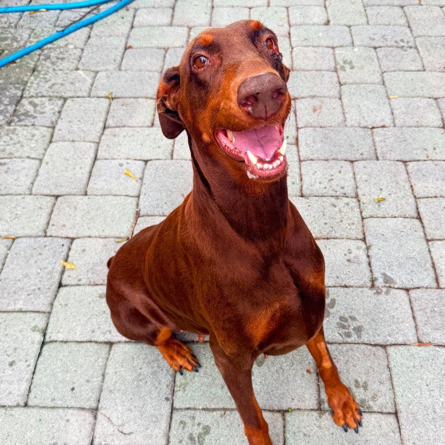 Enlarge Bella 3628, a Adoptable Doberman Pinscher in Oakland Park, FL image 2/3