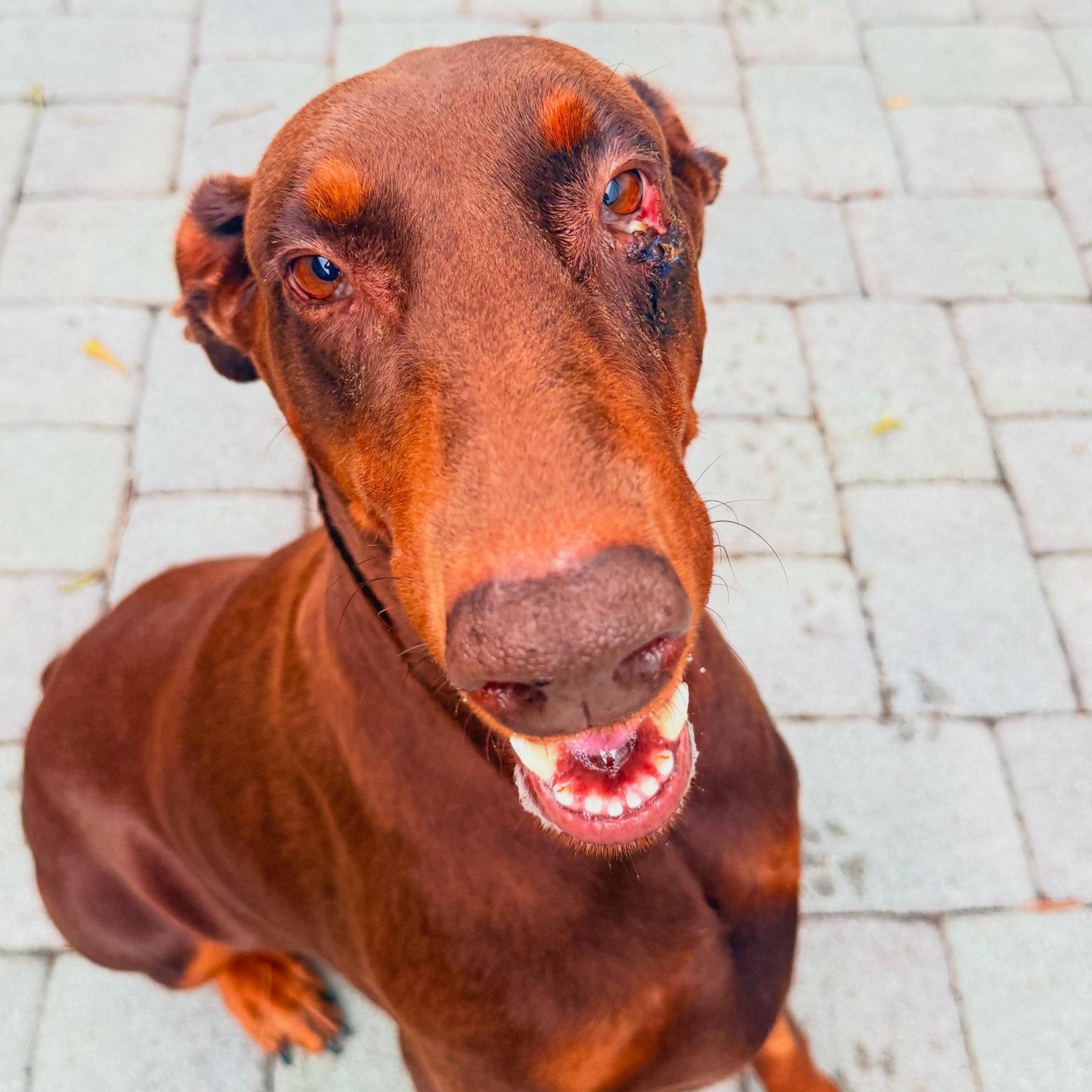Enlarge Bella 3628, a Adoptable Doberman Pinscher in Oakland Park, FL image 3/3