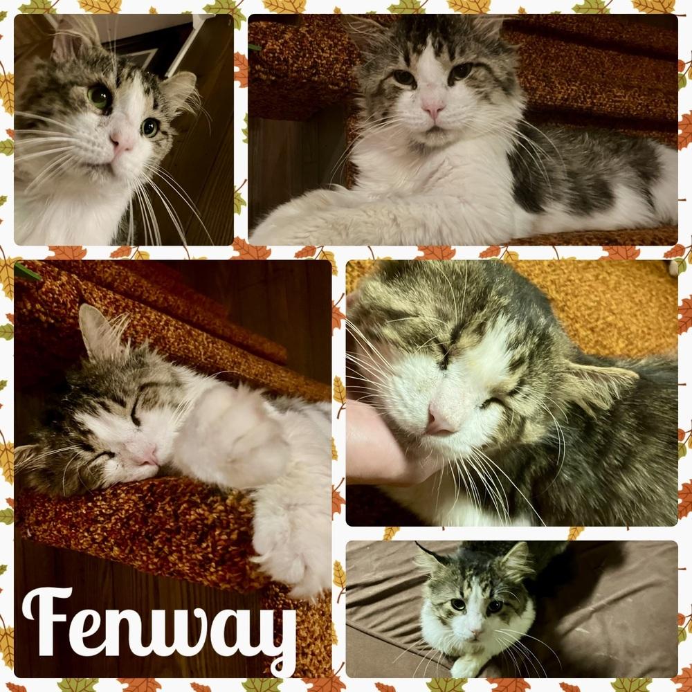 Fenway thumbnail 3