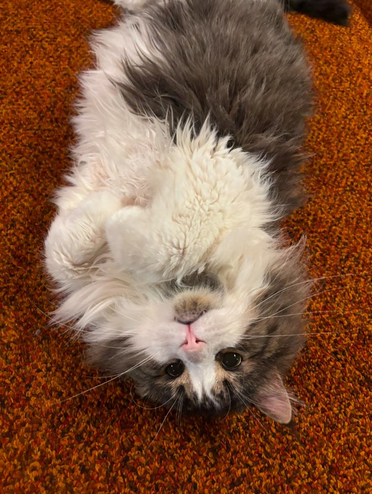 Enlarge Fenway, a Adoptable mixed breed in Taylor, PA image 5/6