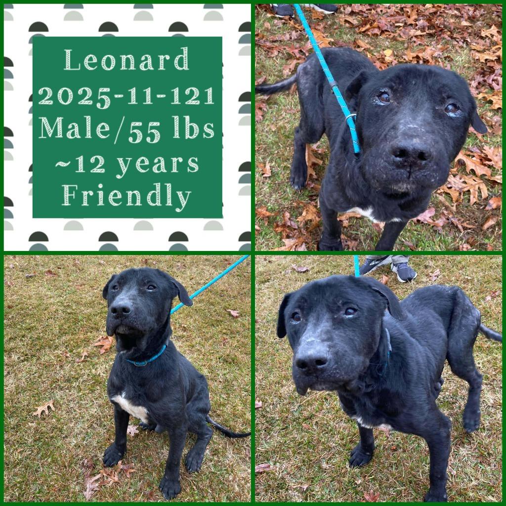 Enlarge 2025-11-121 *Leonard*, a Adopted Labrador Retriever in Winder, GA image 2/5