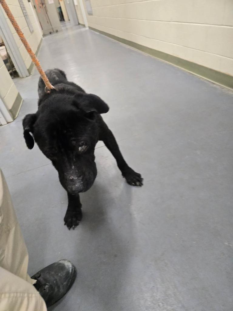 Enlarge 2025-11-121 *Leonard*, a Adopted Labrador Retriever in Winder, GA image 5/5
