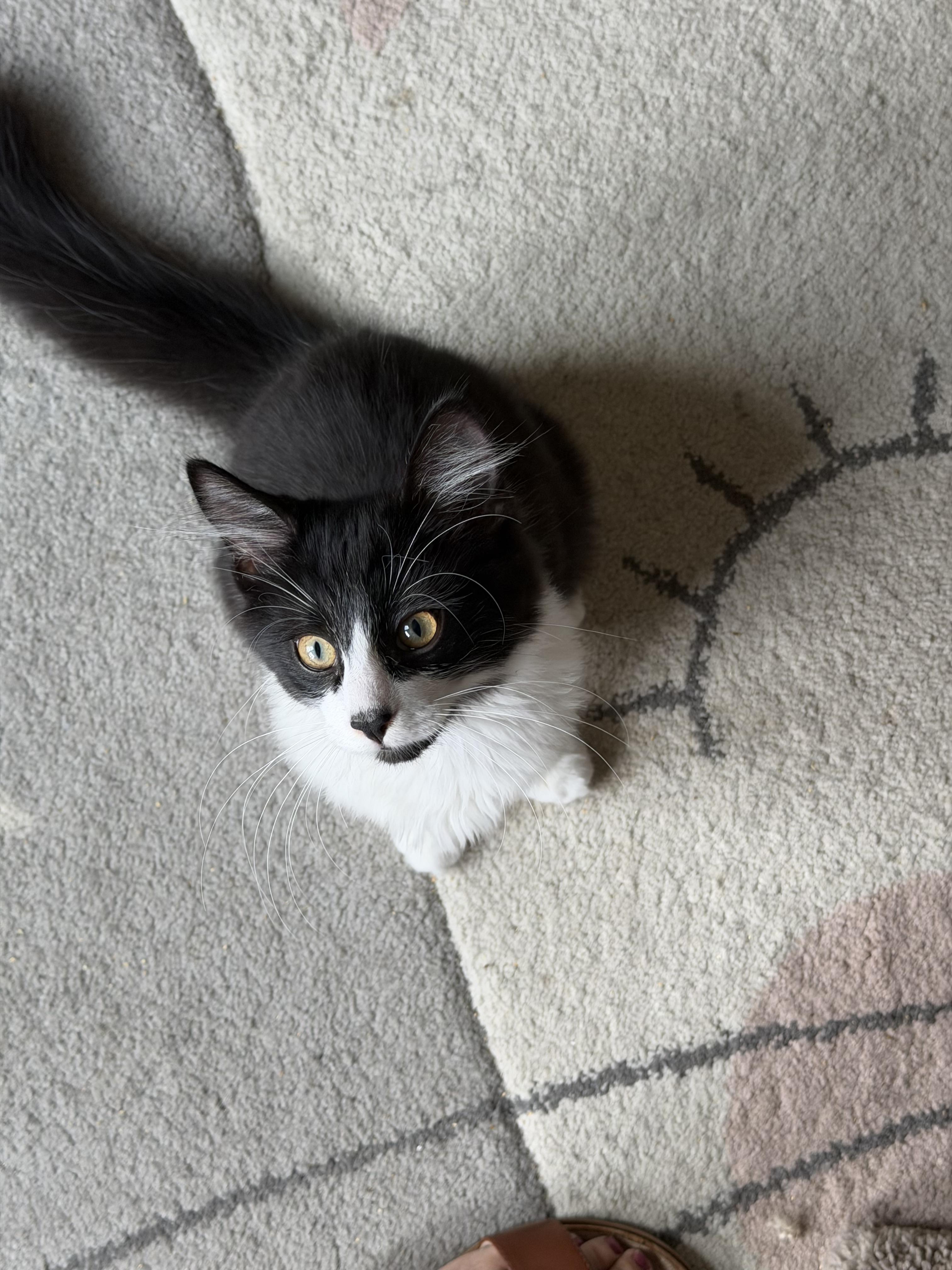 Dodgeball, a ADOPTABLE Domestic Medium Hair in Duluth, GA image 3/3