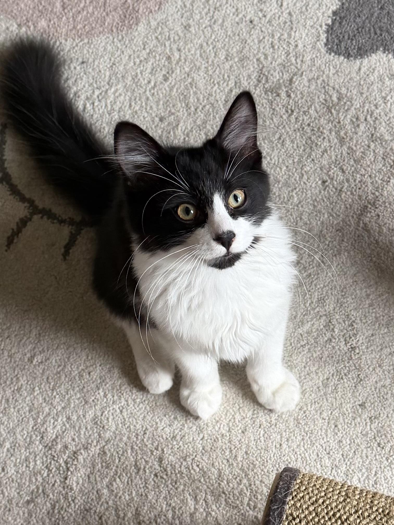 Dodgeball, a ADOPTABLE Domestic Medium Hair in Duluth, GA image 1/3