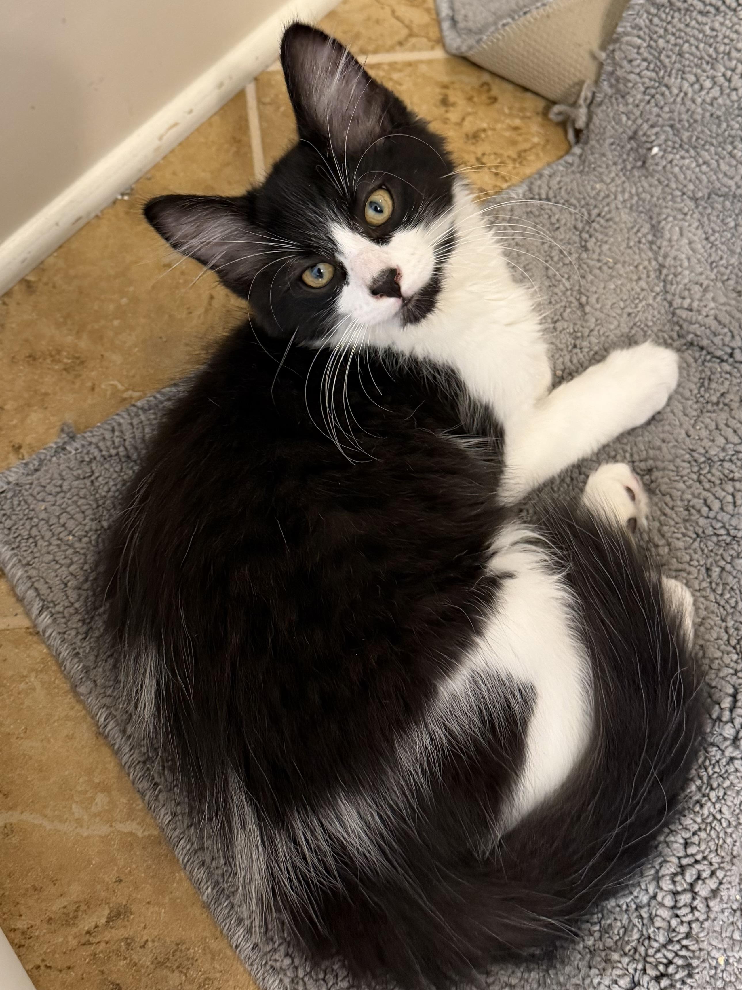 Dodgeball, a ADOPTABLE Domestic Medium Hair in Duluth, GA image 2/3