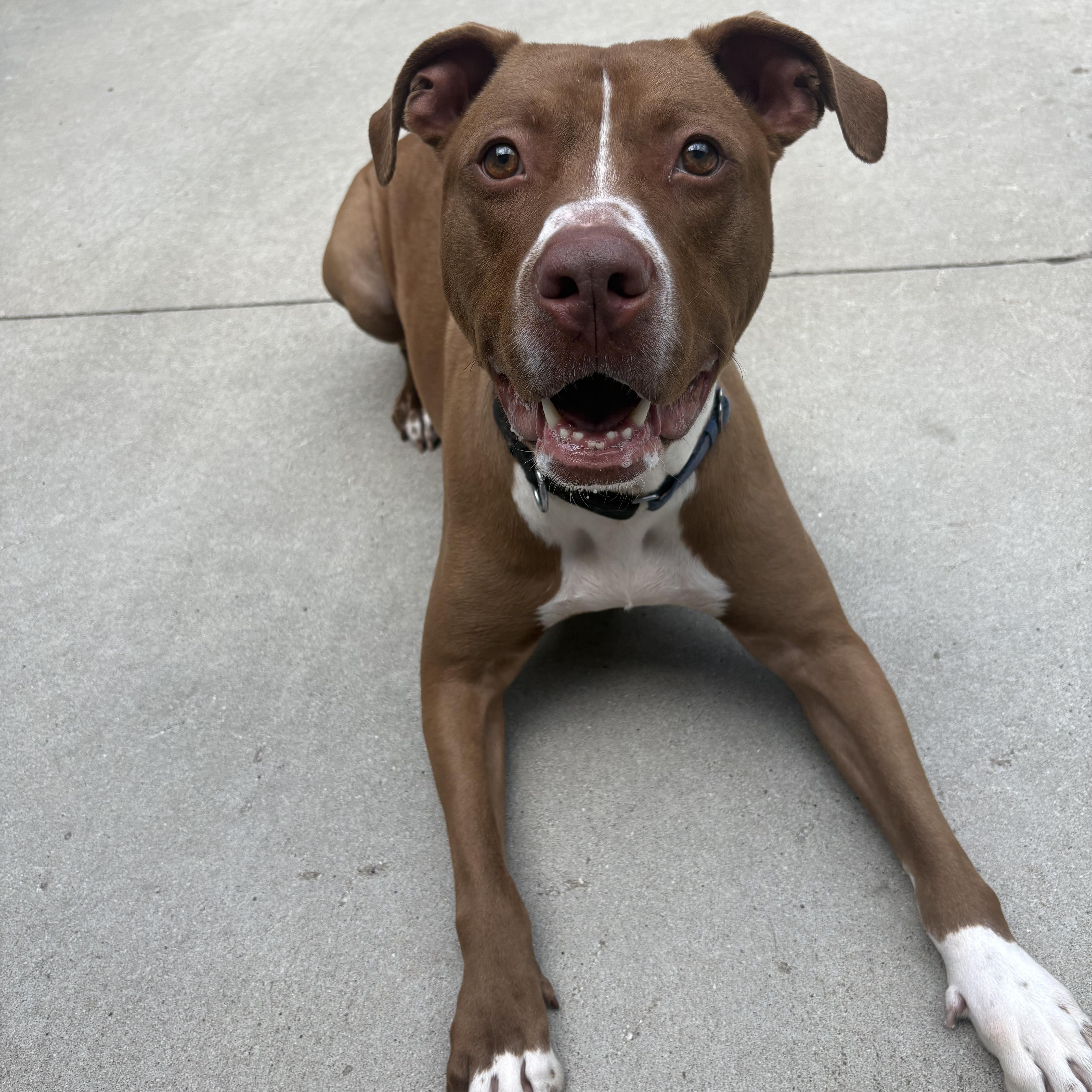 Enlarge Sampson, a ADOPTABLE Mixed Breed in Mount Pleasant, MI image 1/6
