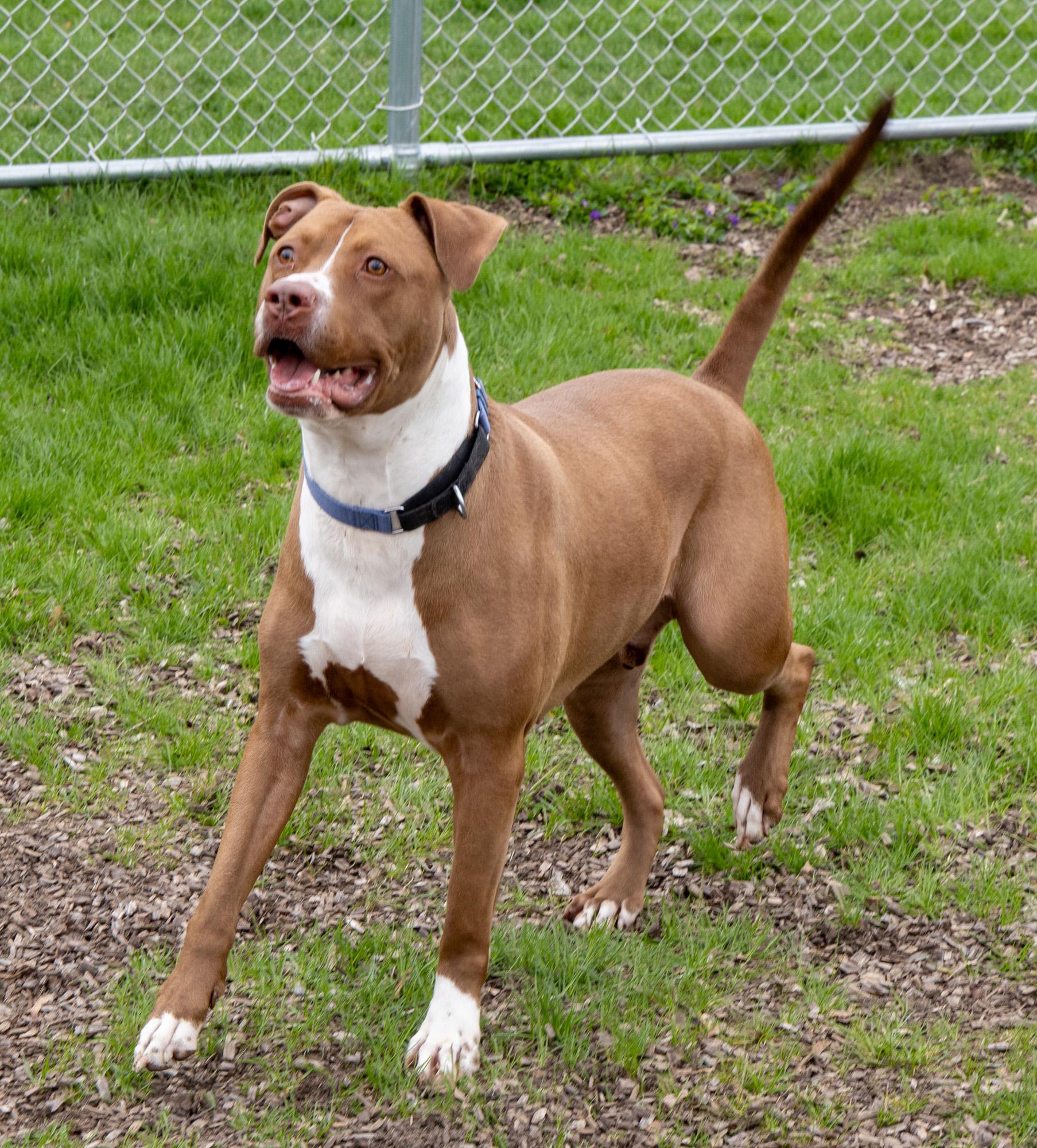 Enlarge Sampson, a ADOPTABLE Mixed Breed in Mount Pleasant, MI image 5/6