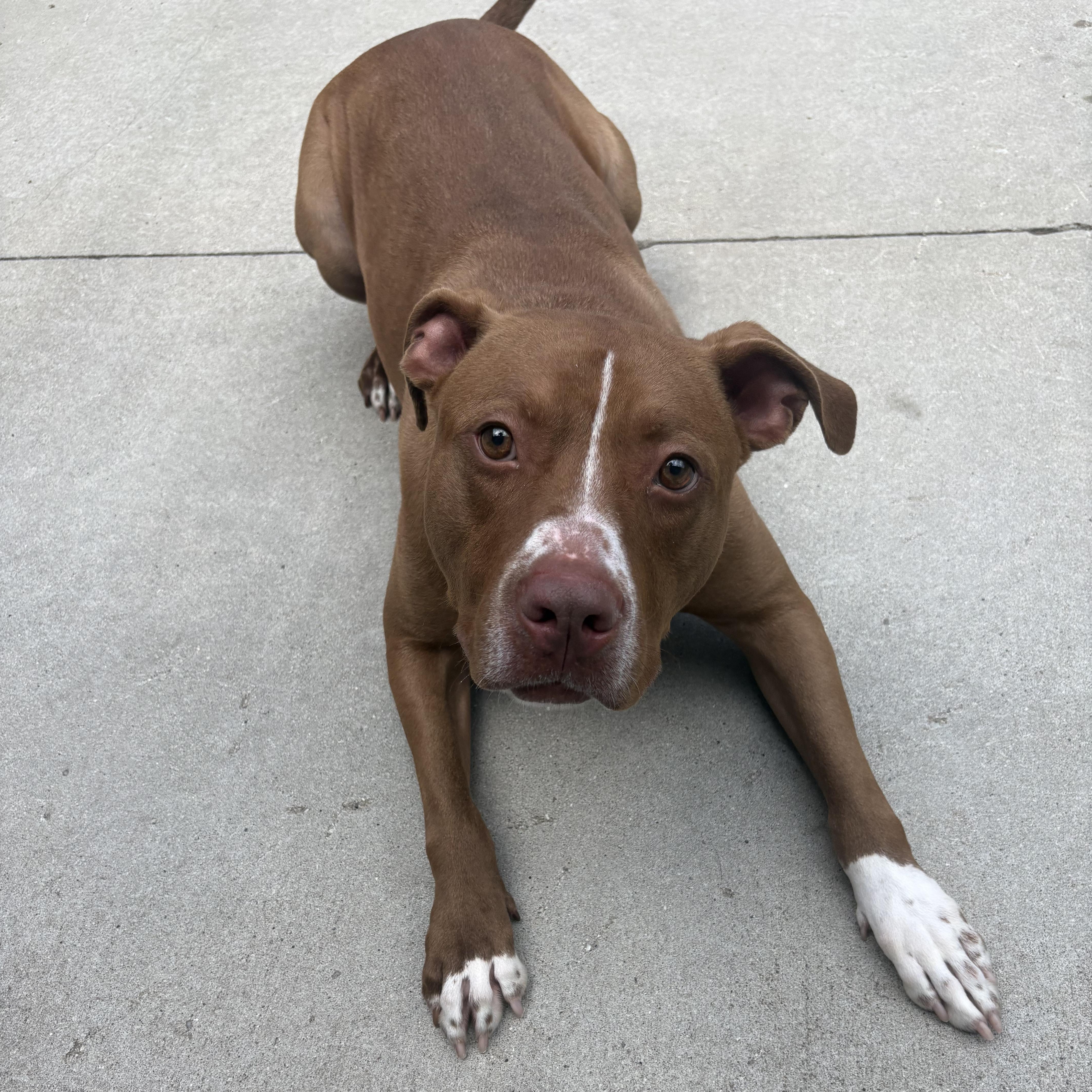 Enlarge Sampson, a ADOPTABLE Mixed Breed in Mount Pleasant, MI image 3/6