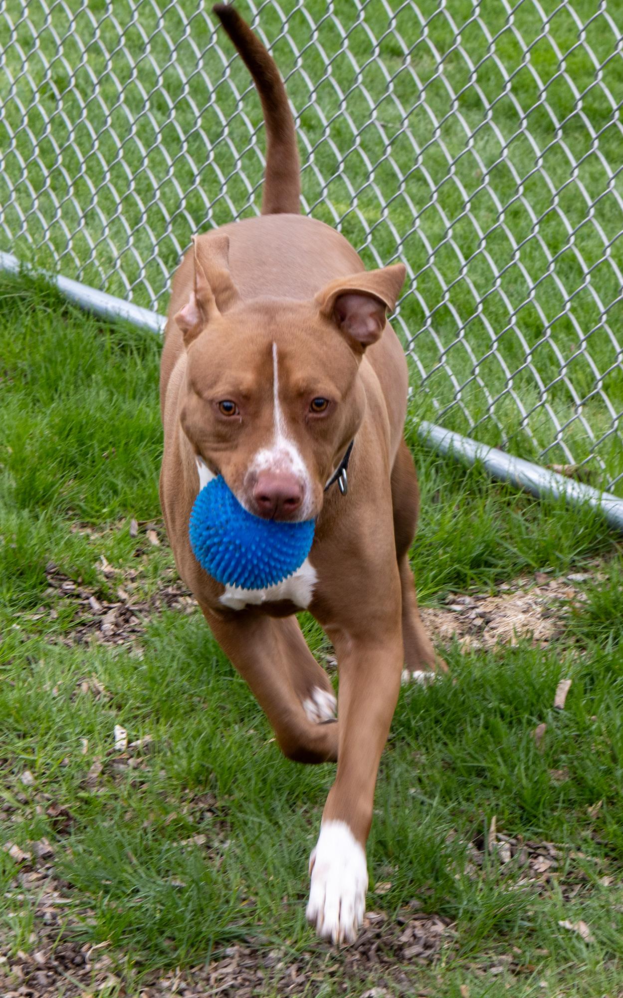 Enlarge Sampson, a ADOPTABLE Mixed Breed in Mount Pleasant, MI image 4/6