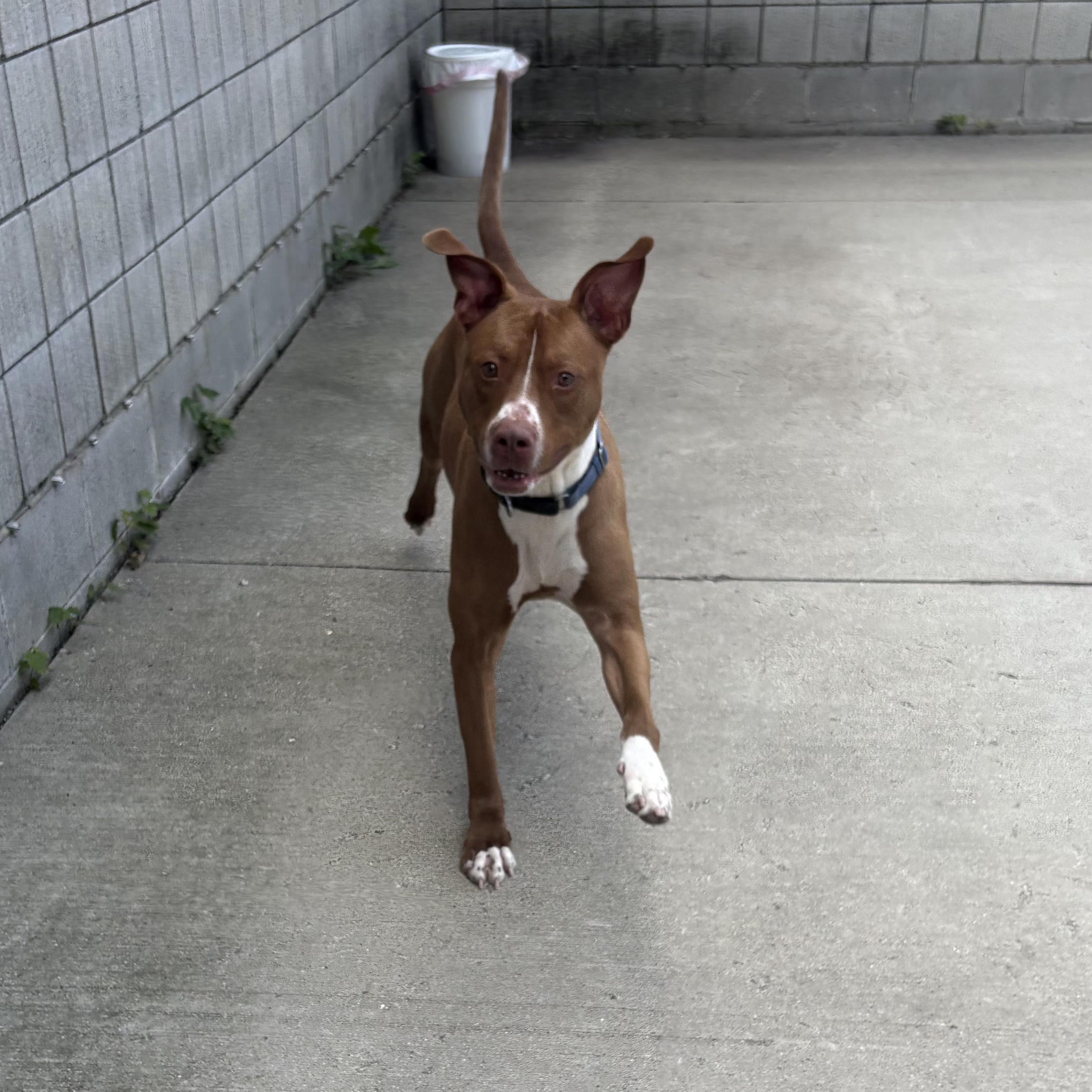 Enlarge Sampson, a ADOPTABLE Mixed Breed in Mount Pleasant, MI image 2/6