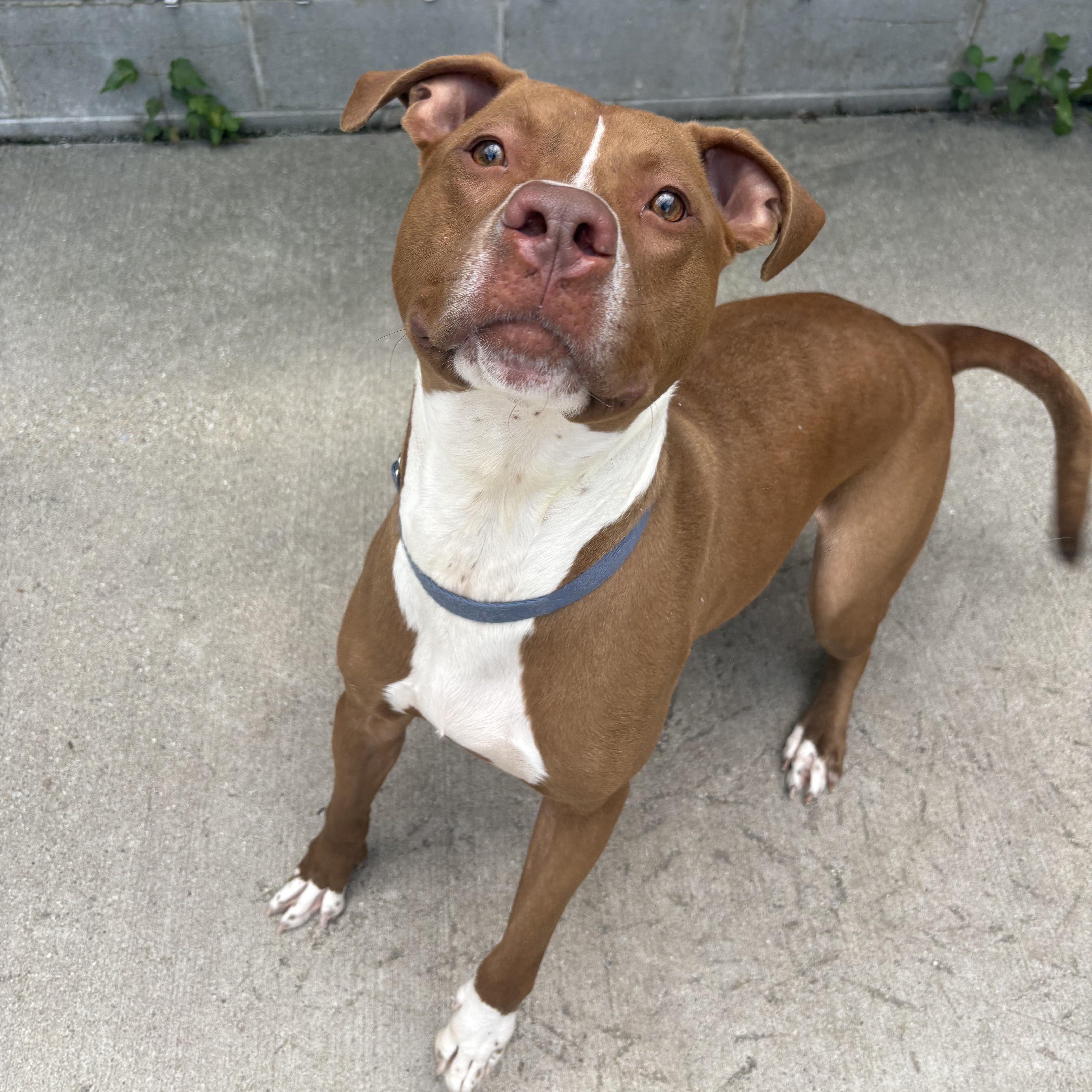 Enlarge Sampson, a ADOPTABLE Mixed Breed in Mount Pleasant, MI image 6/6
