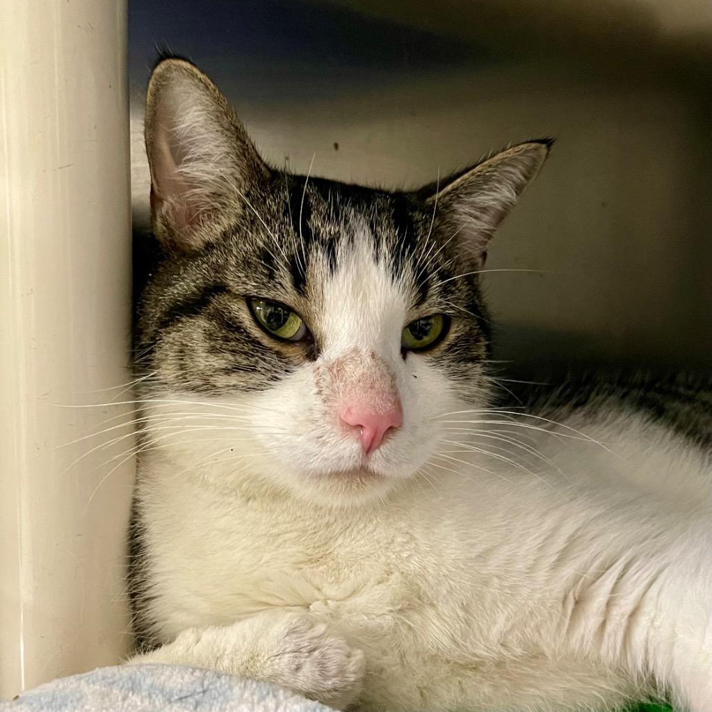 Enlarge SKIPPER, a Adoptable mixed breed in Battle Creek, MI image 1/2