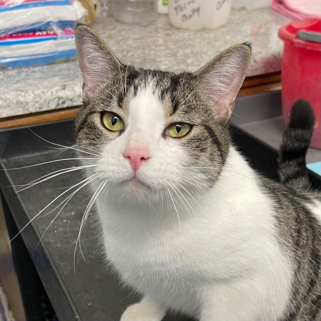 Enlarge SKIPPER, a Adoptable mixed breed in Battle Creek, MI image 2/2