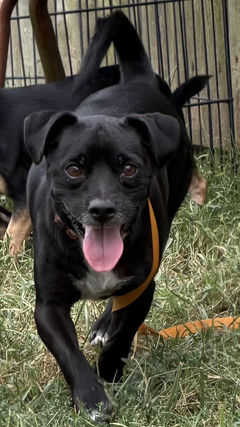 Enlarge Felix, a Adoptable Terrier in Lexington, KY image 2/6