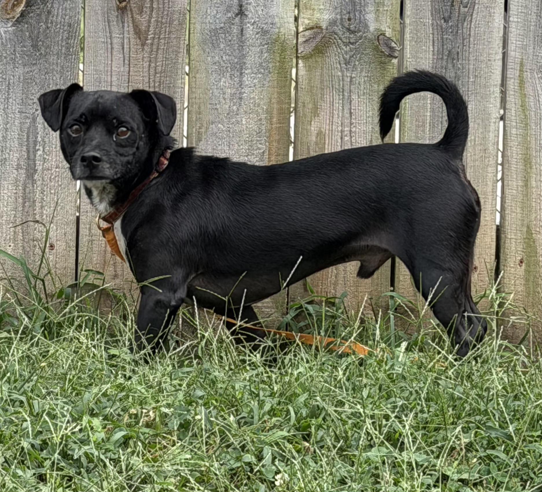 Enlarge Felix, a Adoptable Terrier in Lexington, KY image 3/6