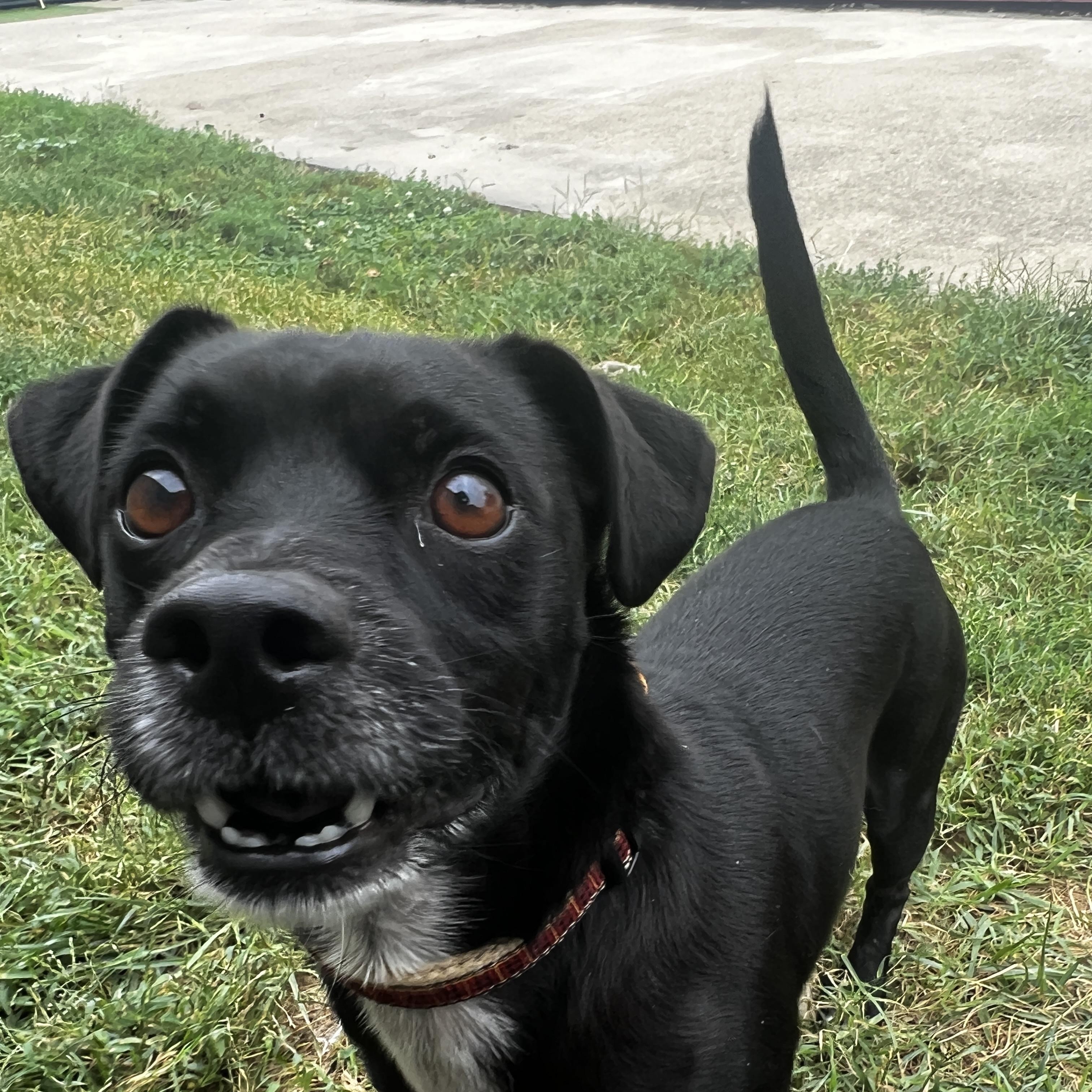 Enlarge Felix, a Adoptable Terrier in Lexington, KY image 4/6