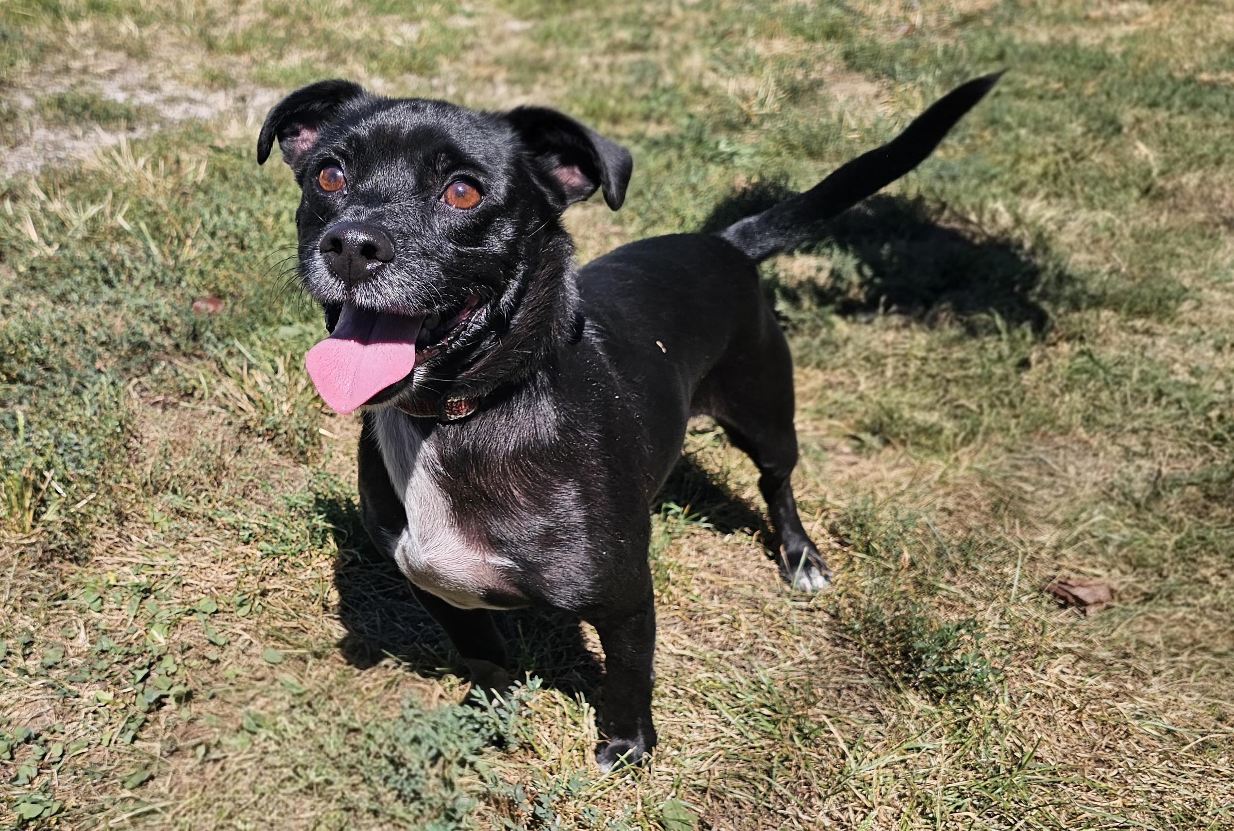 Enlarge Felix, a Adoptable Terrier in Lexington, KY image 1/6