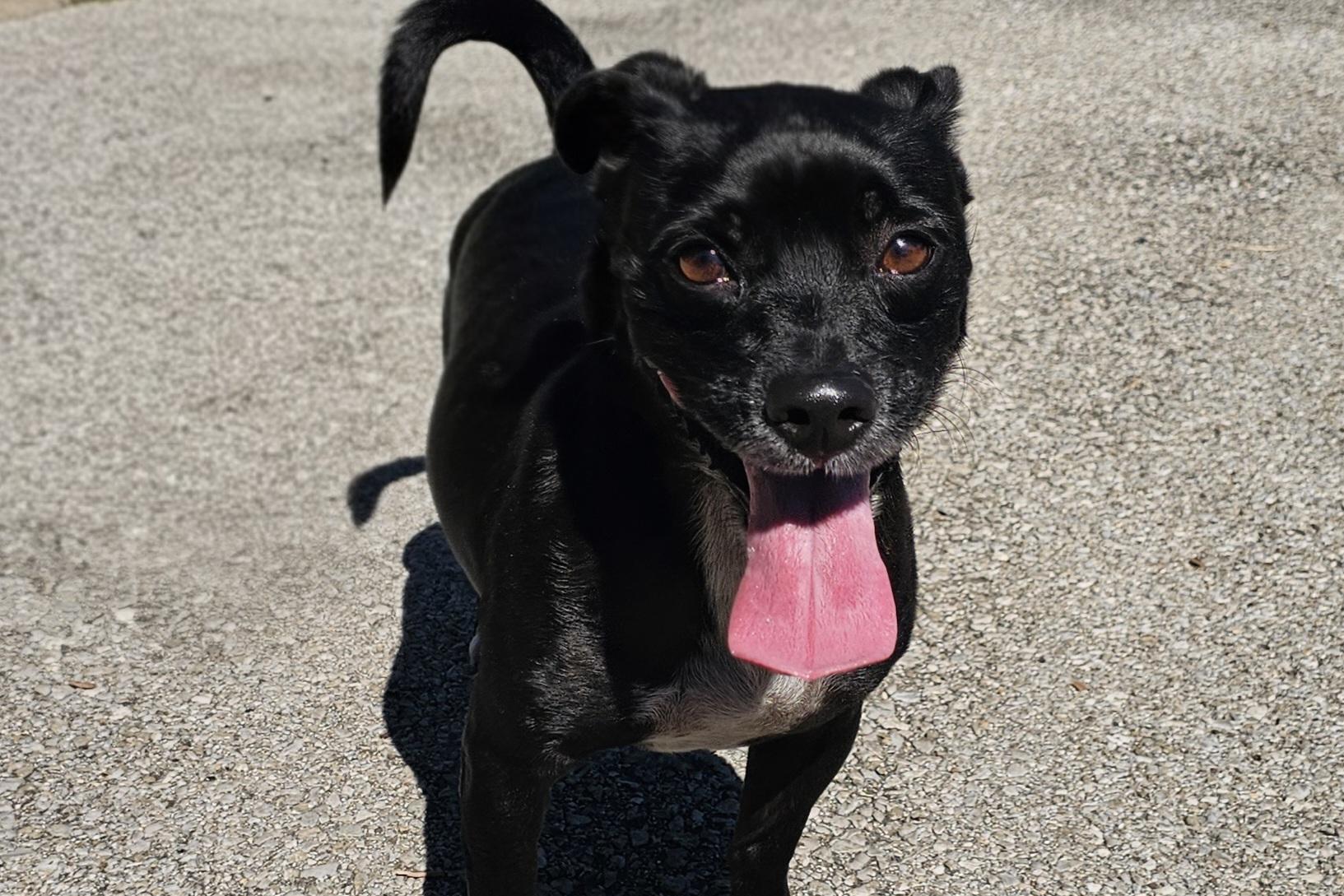 Enlarge Felix, a Adoptable Terrier in Lexington, KY image 6/6