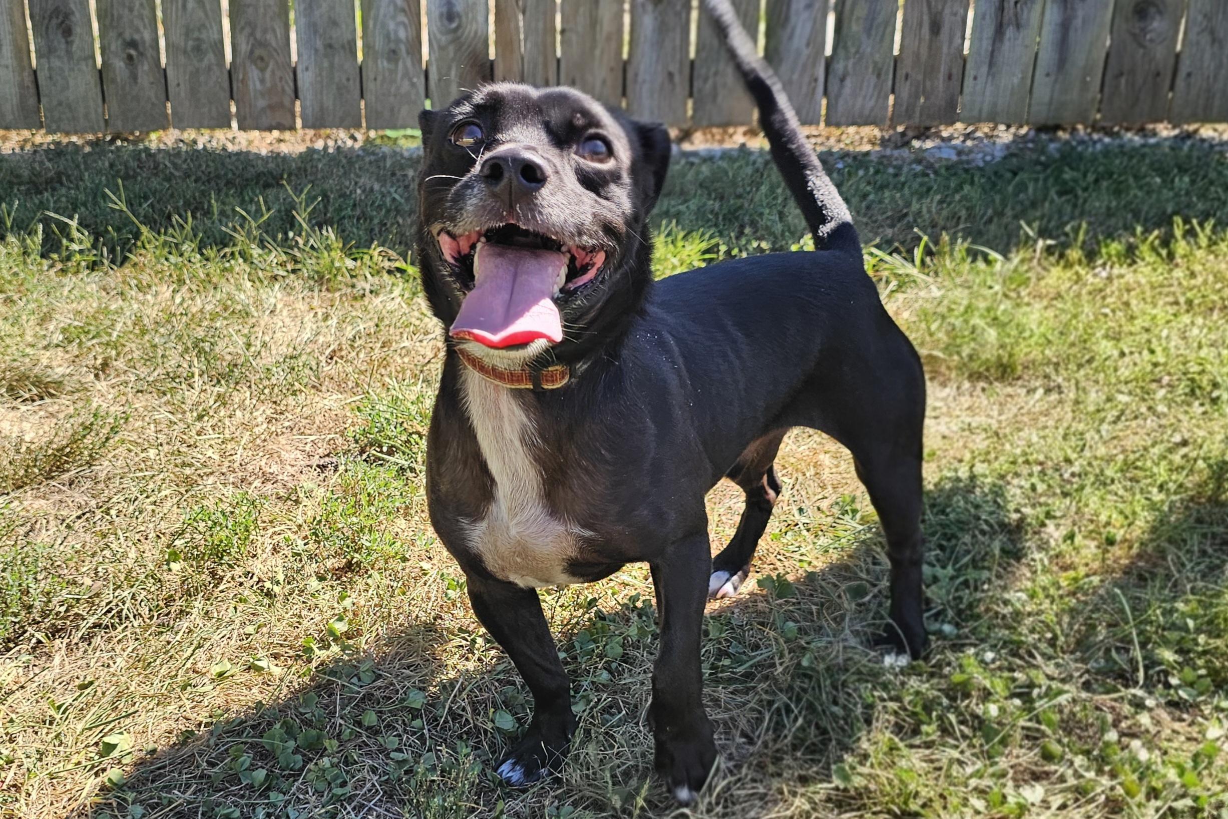 Enlarge Felix, a Adoptable Terrier in Lexington, KY image 5/6