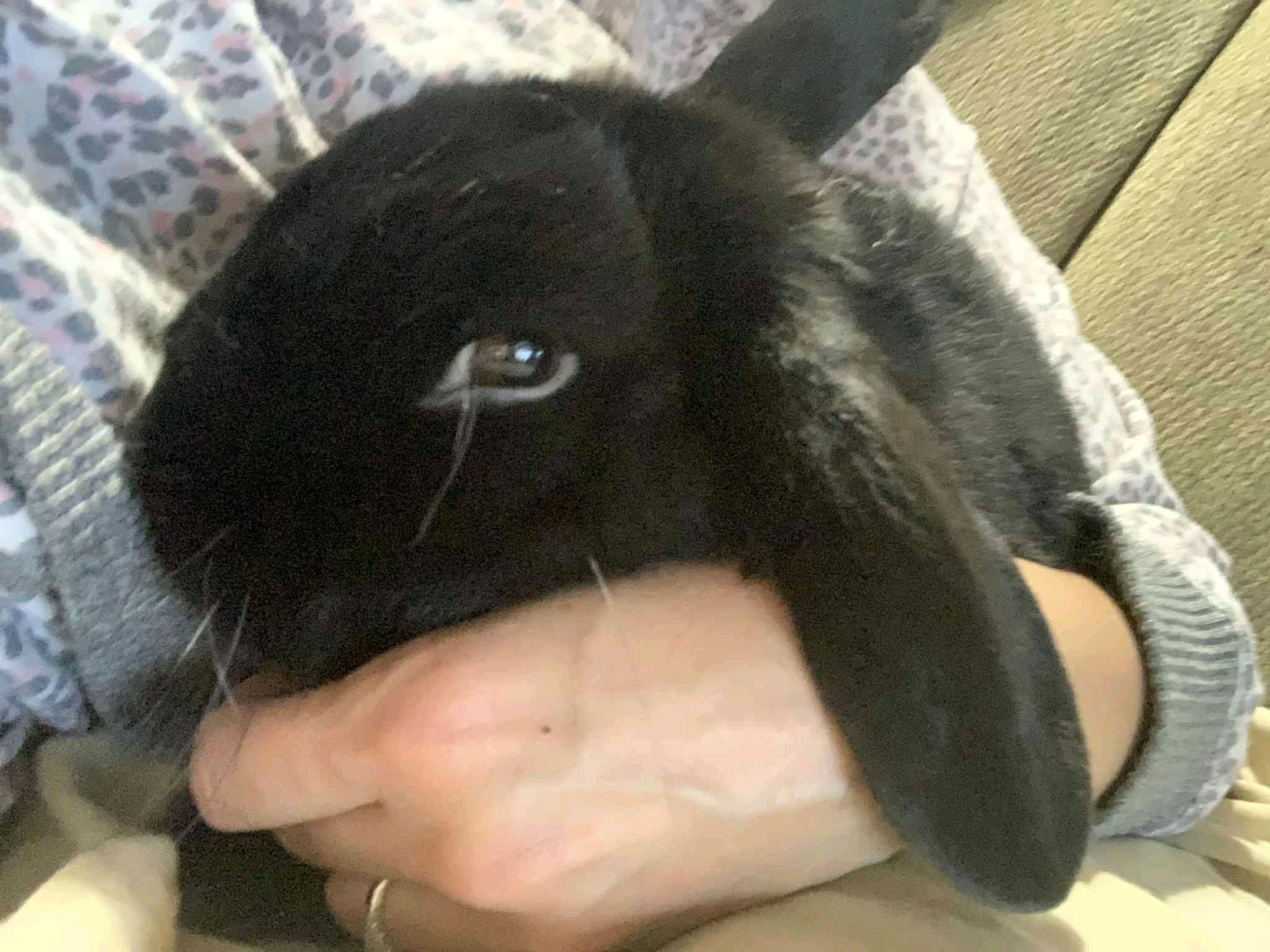 Enlarge Bonded Rabbits, a ADOPTABLE Bunny Rabbit in New Market, MN image 2/6