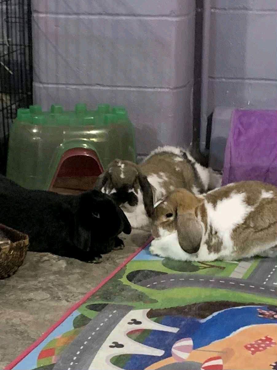 Enlarge Bonded Rabbits, a ADOPTABLE Bunny Rabbit in New Market, MN image 1/6