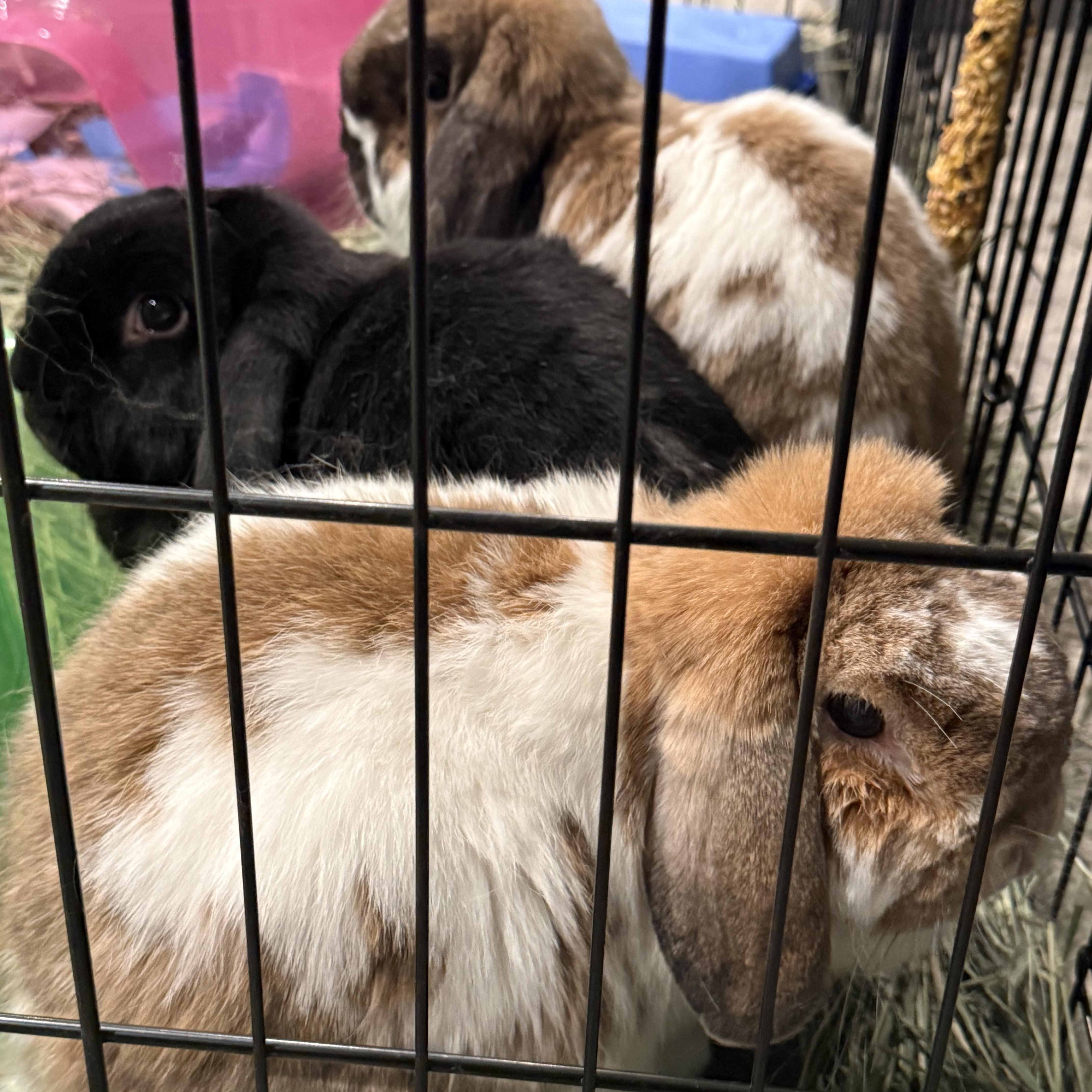 Enlarge Bonded Rabbits, a ADOPTABLE Bunny Rabbit in New Market, MN image 5/6