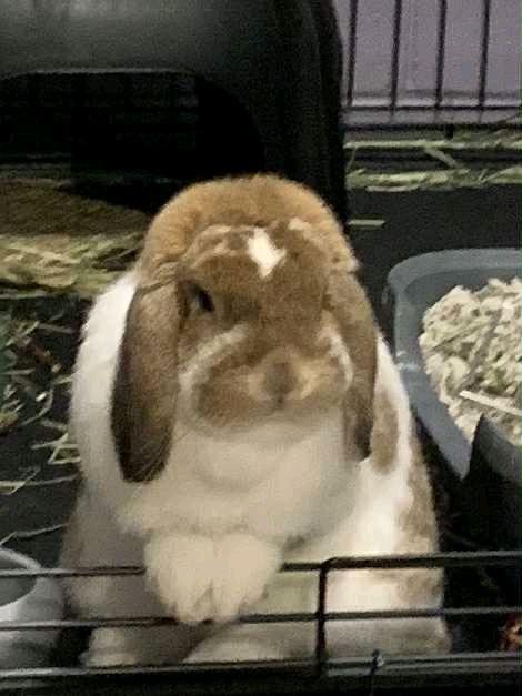 Enlarge Bonded Rabbits, a ADOPTABLE Bunny Rabbit in New Market, MN image 3/6