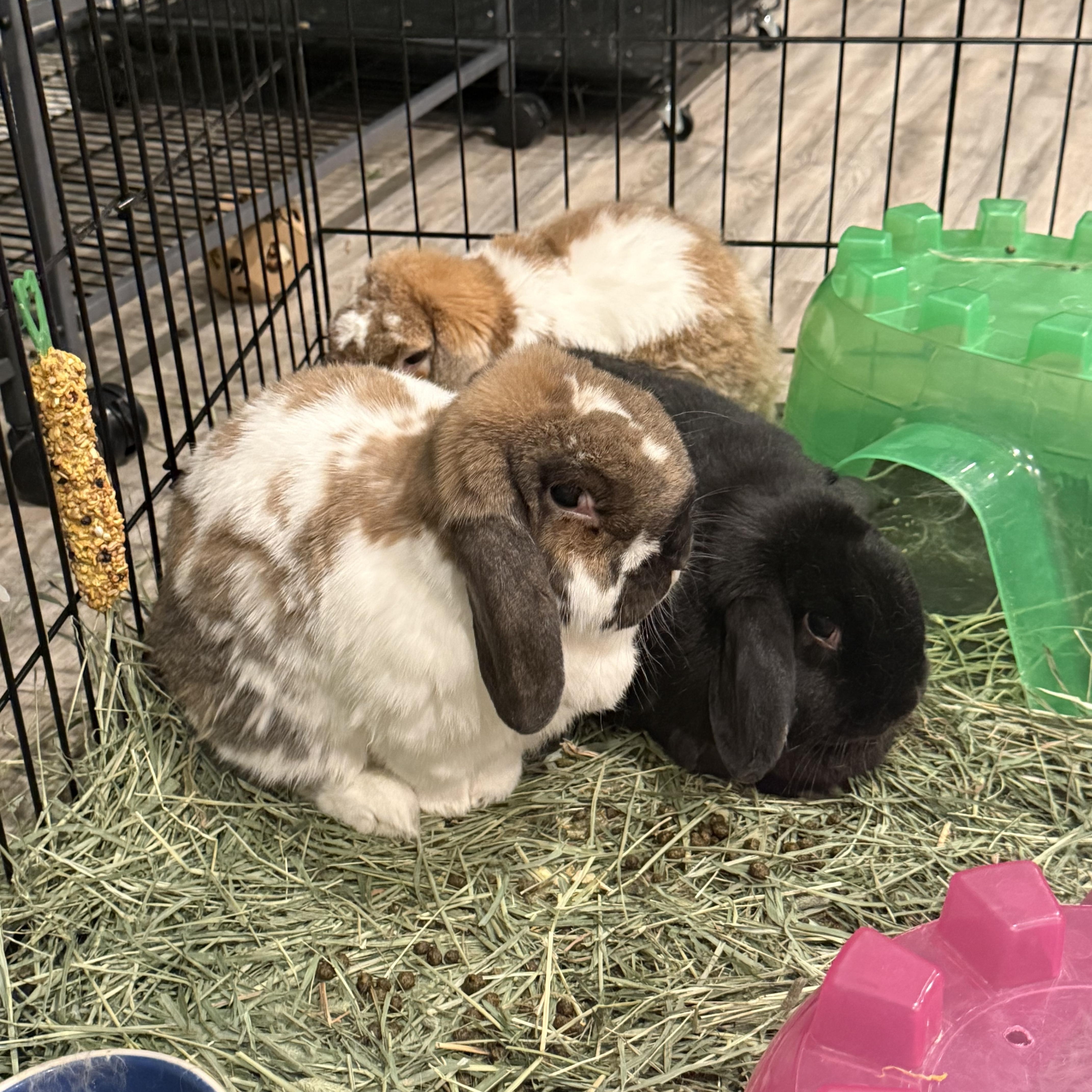 Enlarge Bonded Rabbits, a ADOPTABLE Bunny Rabbit in New Market, MN image 4/6