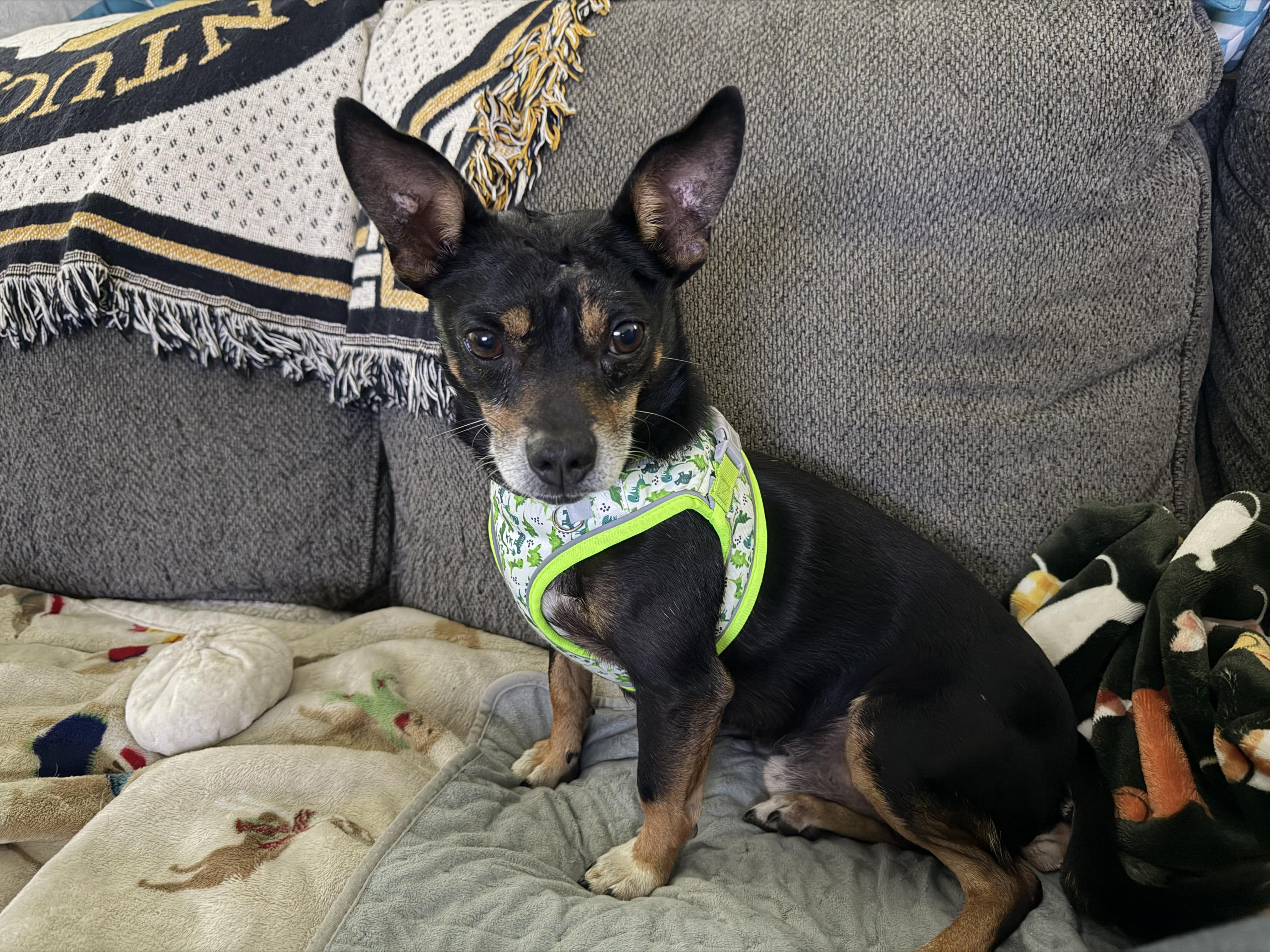 Hollis, Adoptable, Young Male Chihuahua & Miniature Pinscher.