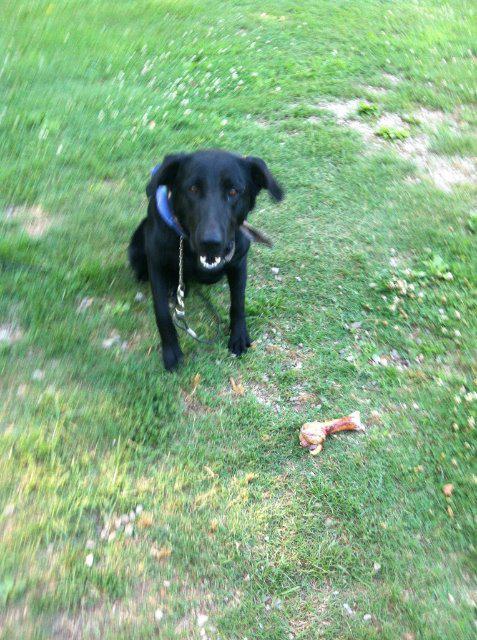 Enlarge Mia, a Adoptable mixed breed in Jemison, AL image 1/4